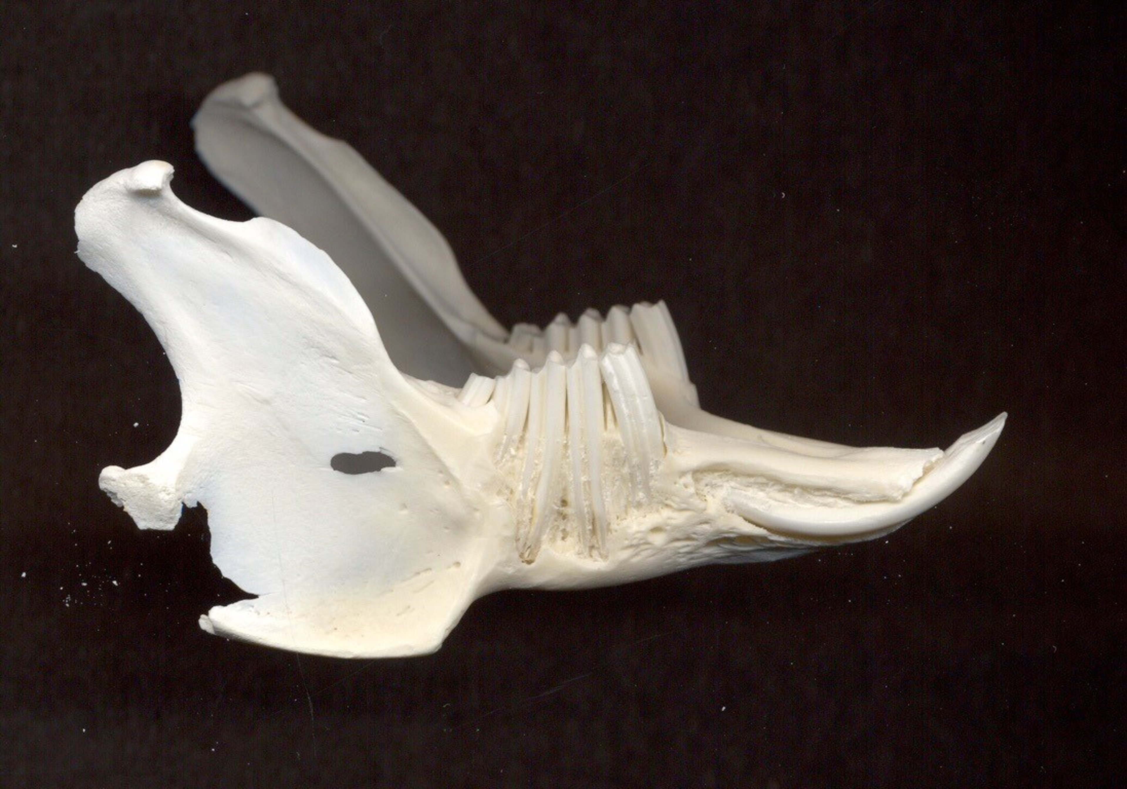 Rabbit mandible