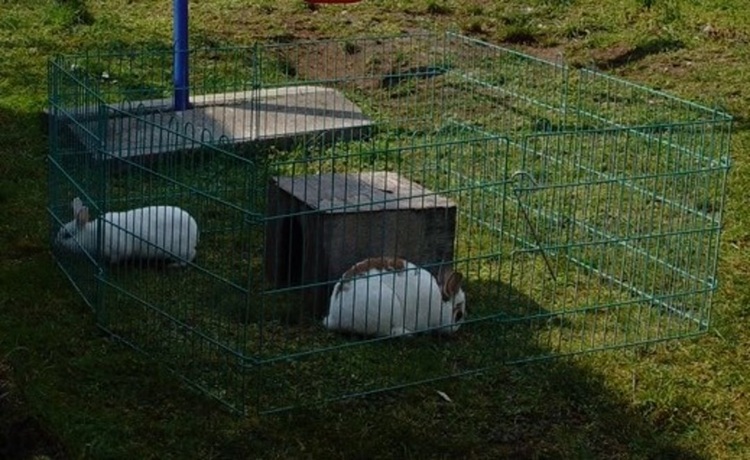 Rabbit playpen