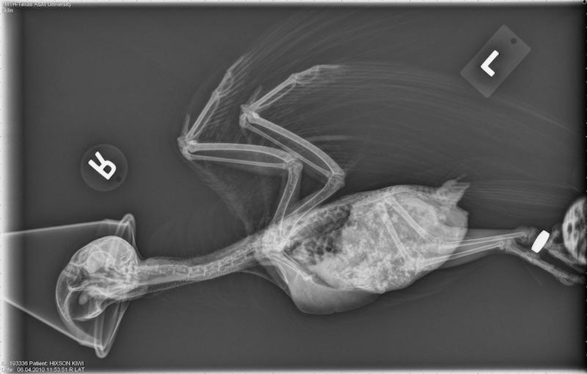 Intestinal carcinoma, parrot