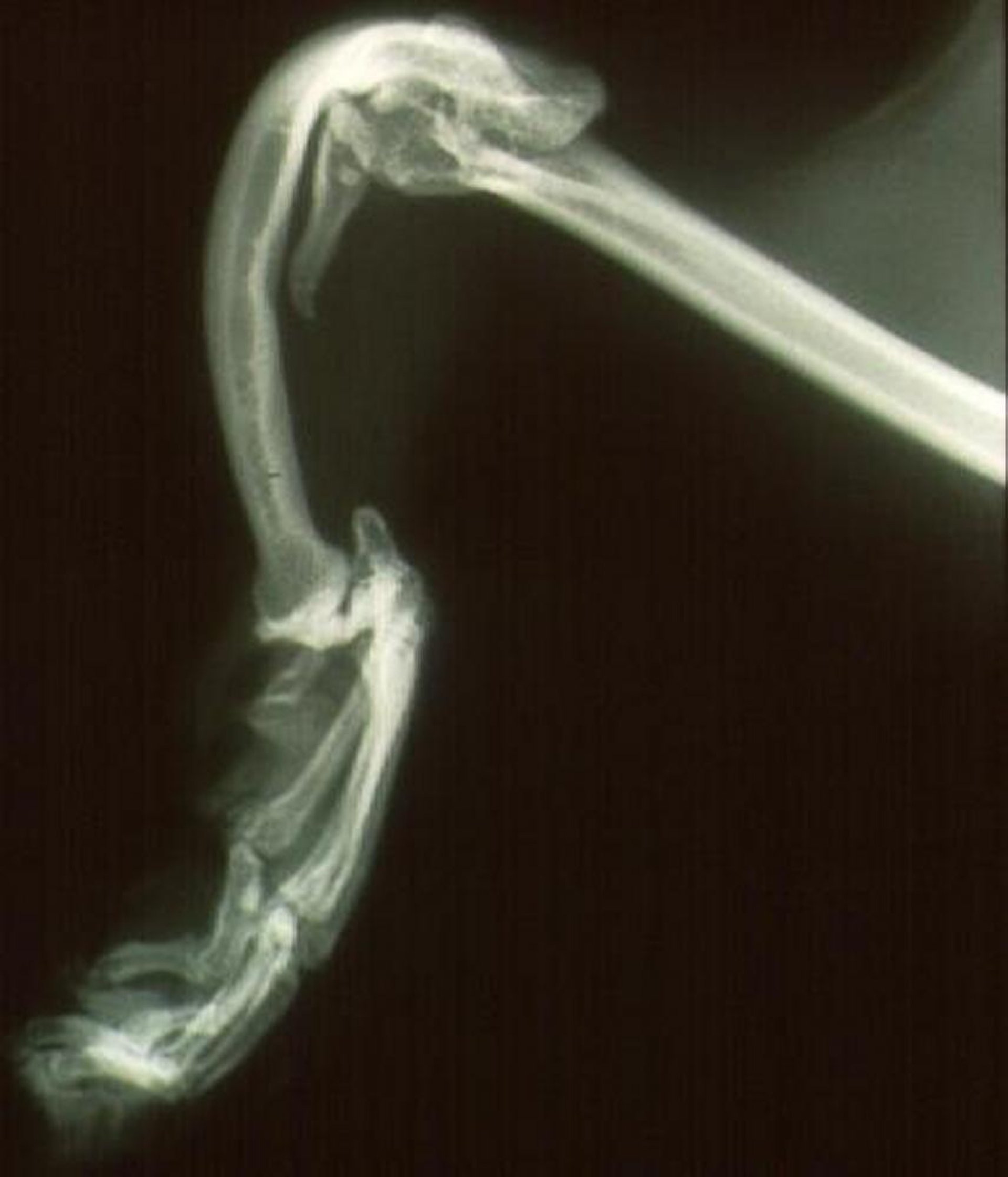 Hemimelia, lateral radiograph of forelimb, dog