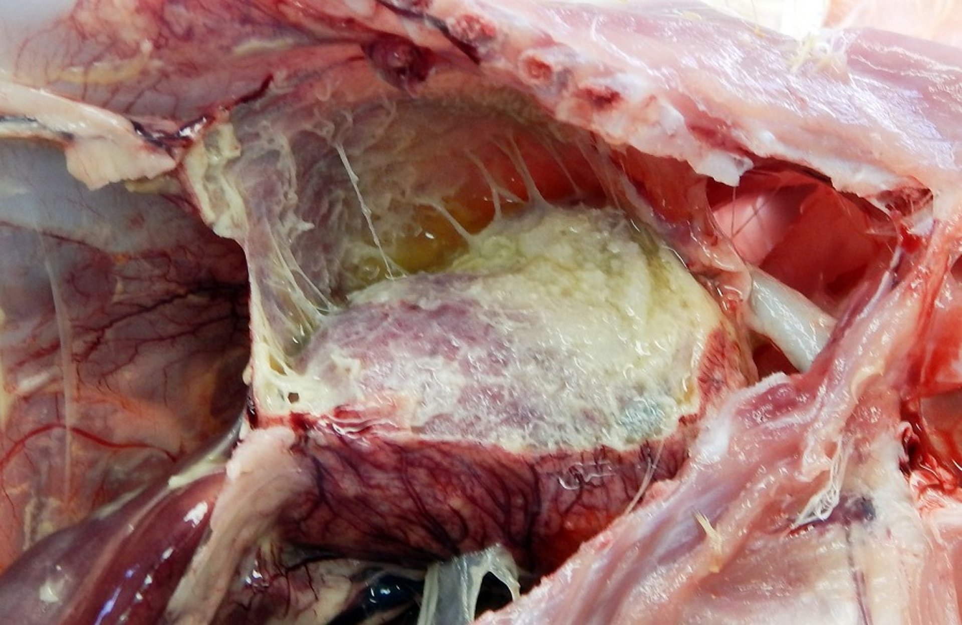 Classic epicarditis and pericarditis caused by <i >Riemerella anatipestifer</i> infection in a duck