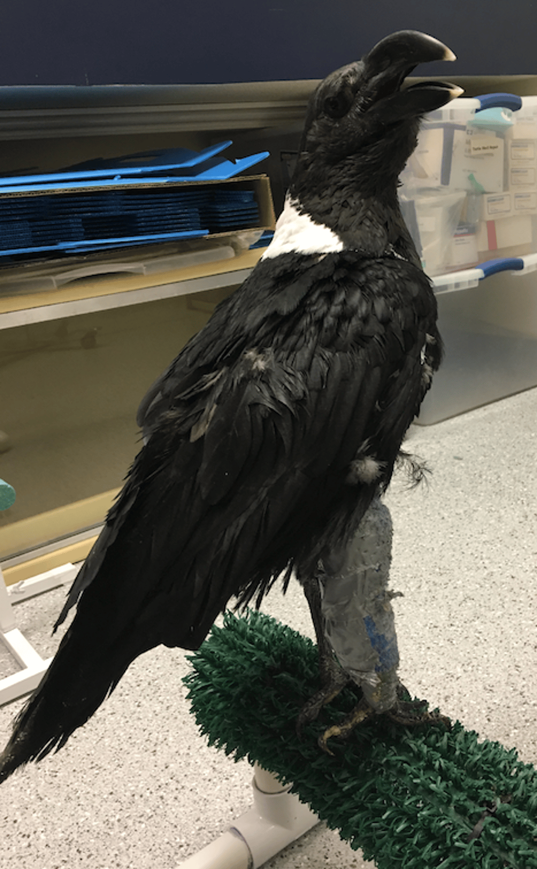 Padded perch, raven