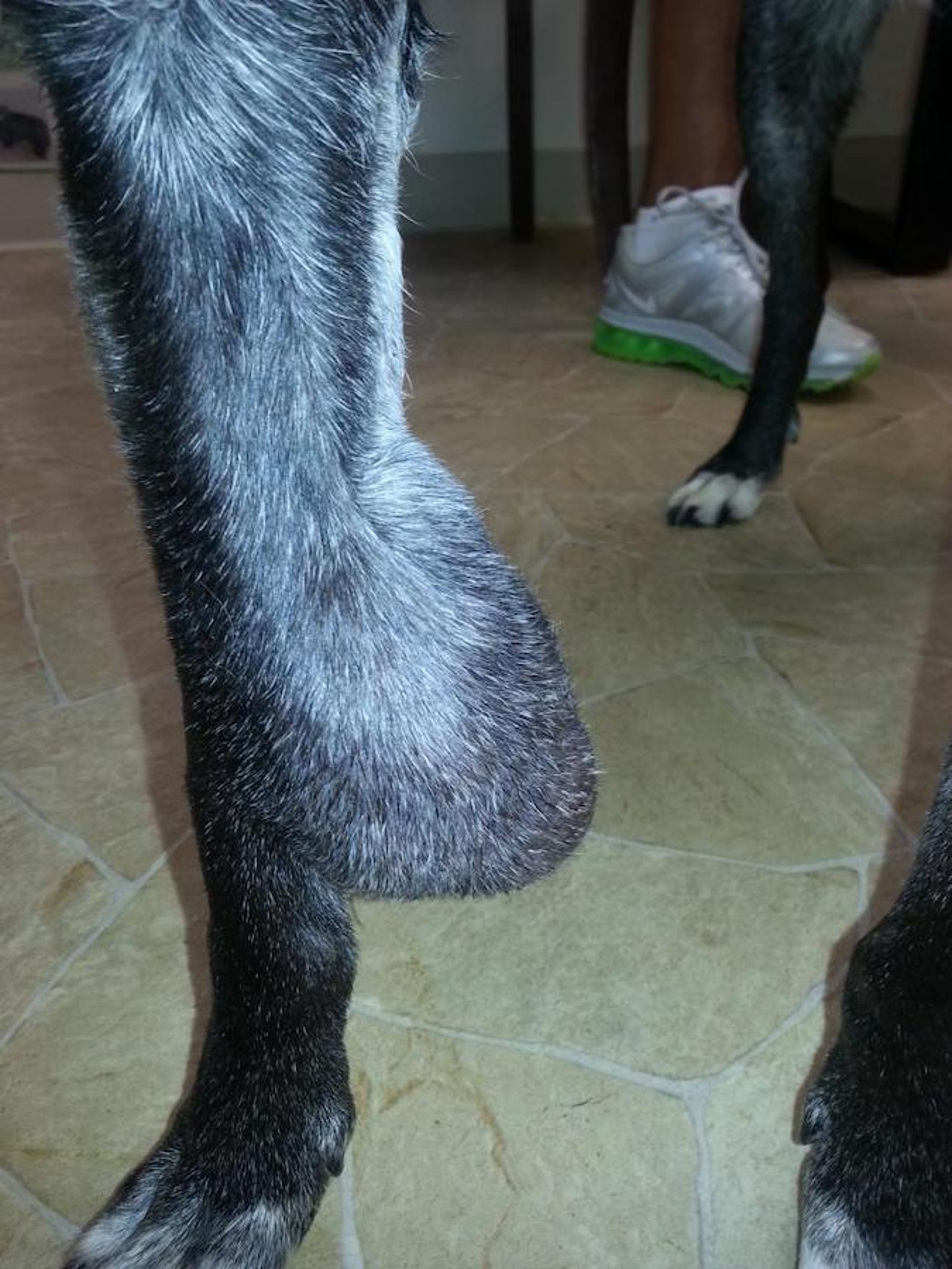 Recurrent mast cell tumor, forelimb of 16-year-old mixed-breed dog