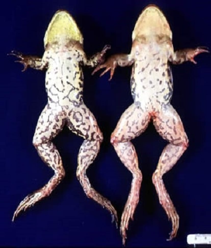 Red-leg syndrome, leopard frogs