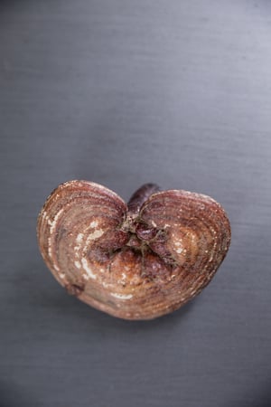 Whole, dried reishi (Ganoderma lucidum) mushroom cap