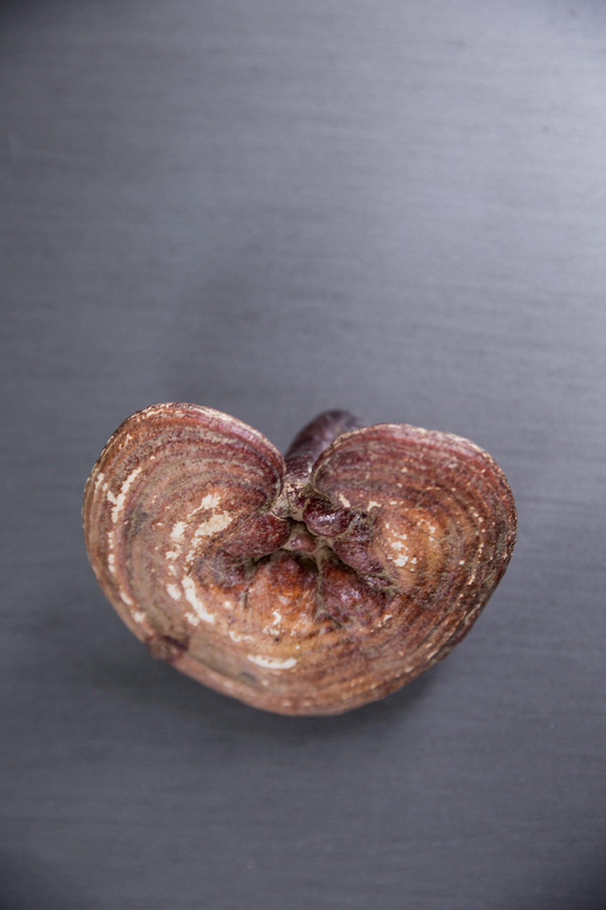 Whole, dried reishi (<i >Ganoderma lucidum</i>) mushroom cap