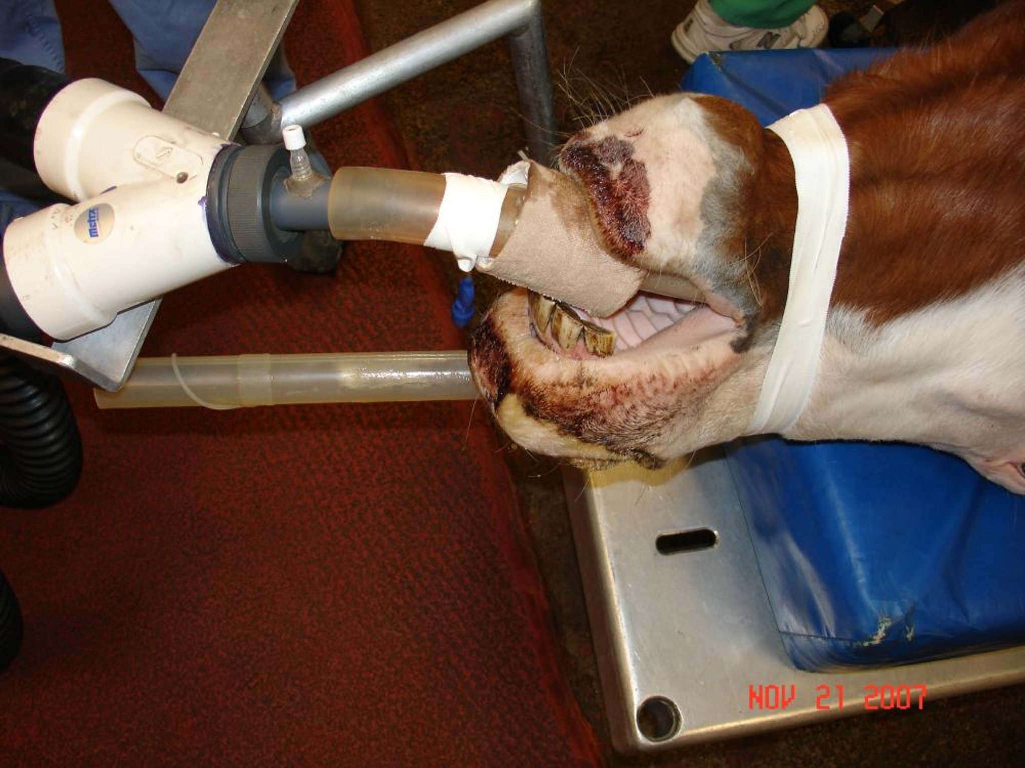 Relief of esophageal obstruction under general anesthesia, horse