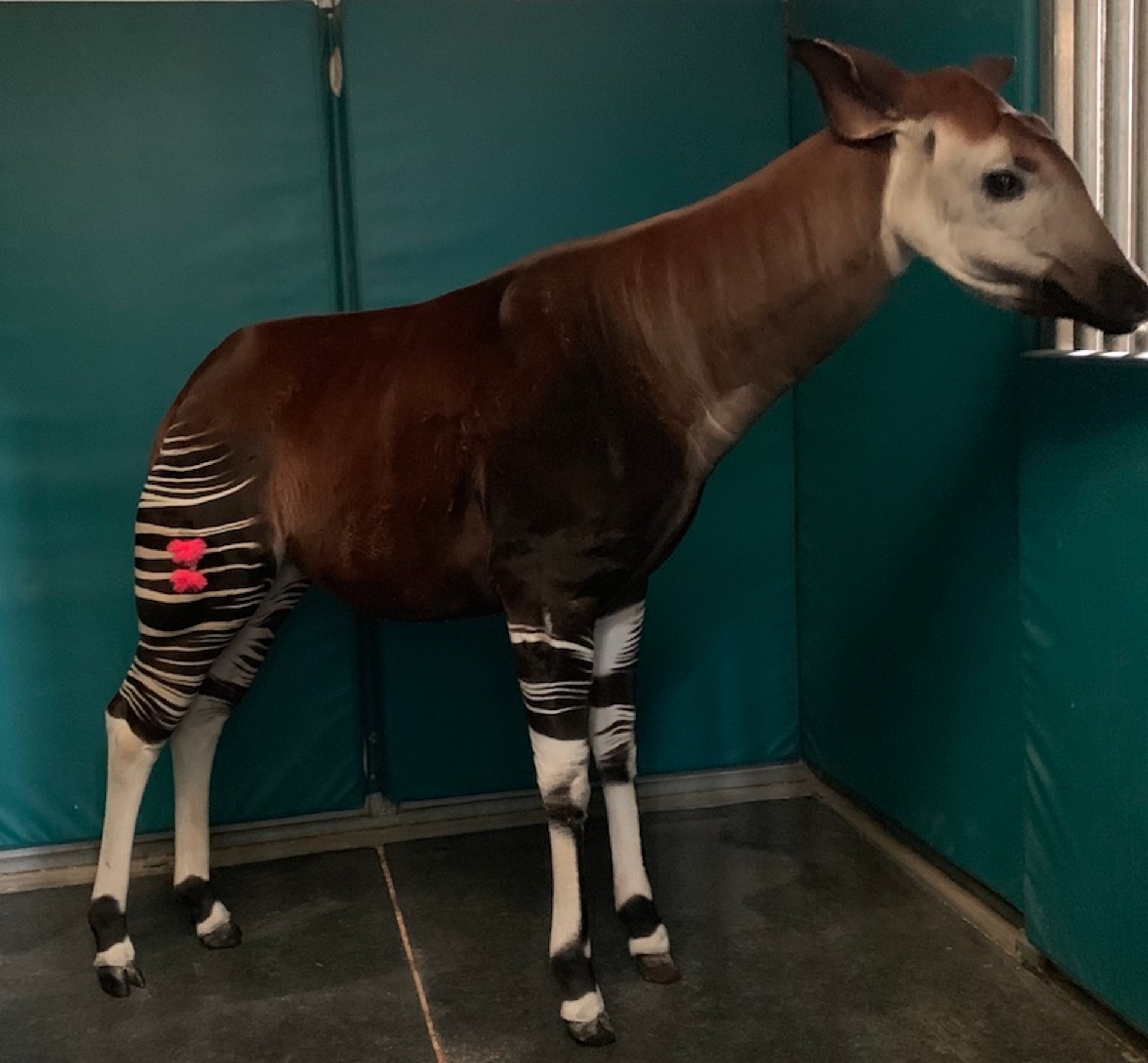 Remote delivery of medication via dart, okapi