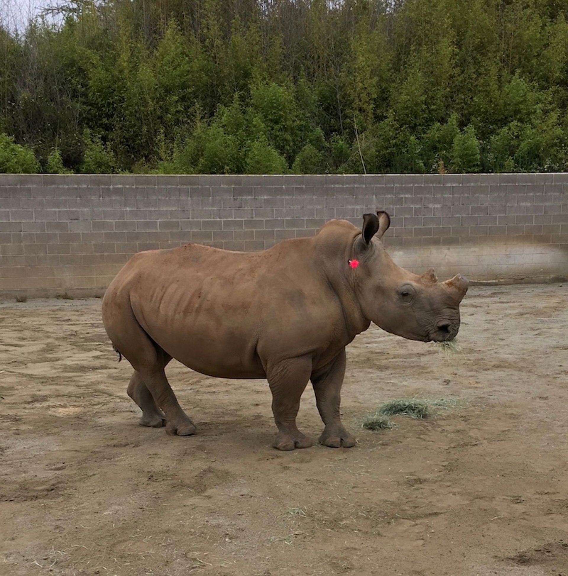 Remote delivery of medication via dart, rhinoceros
