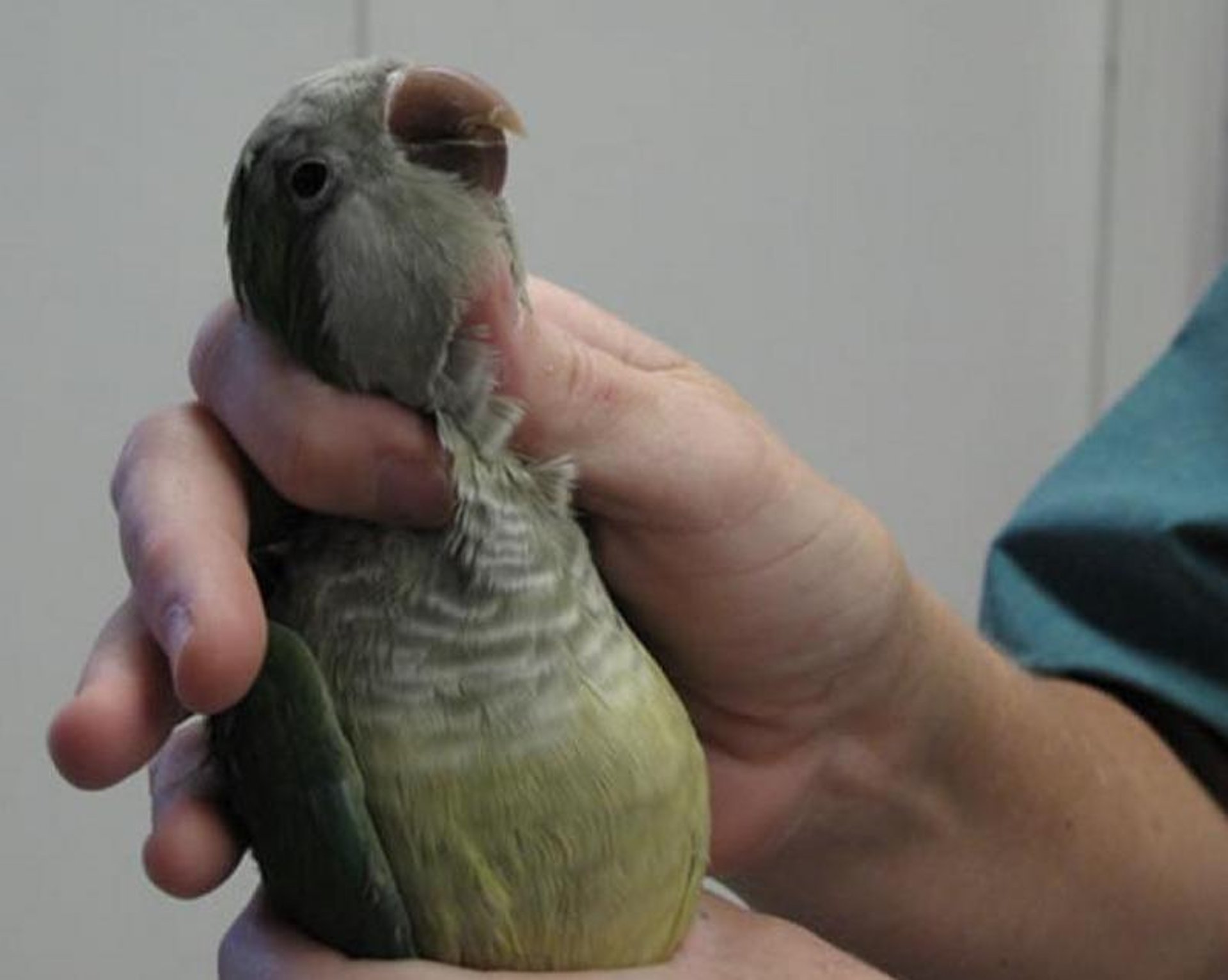 Restrained Quaker parrot
