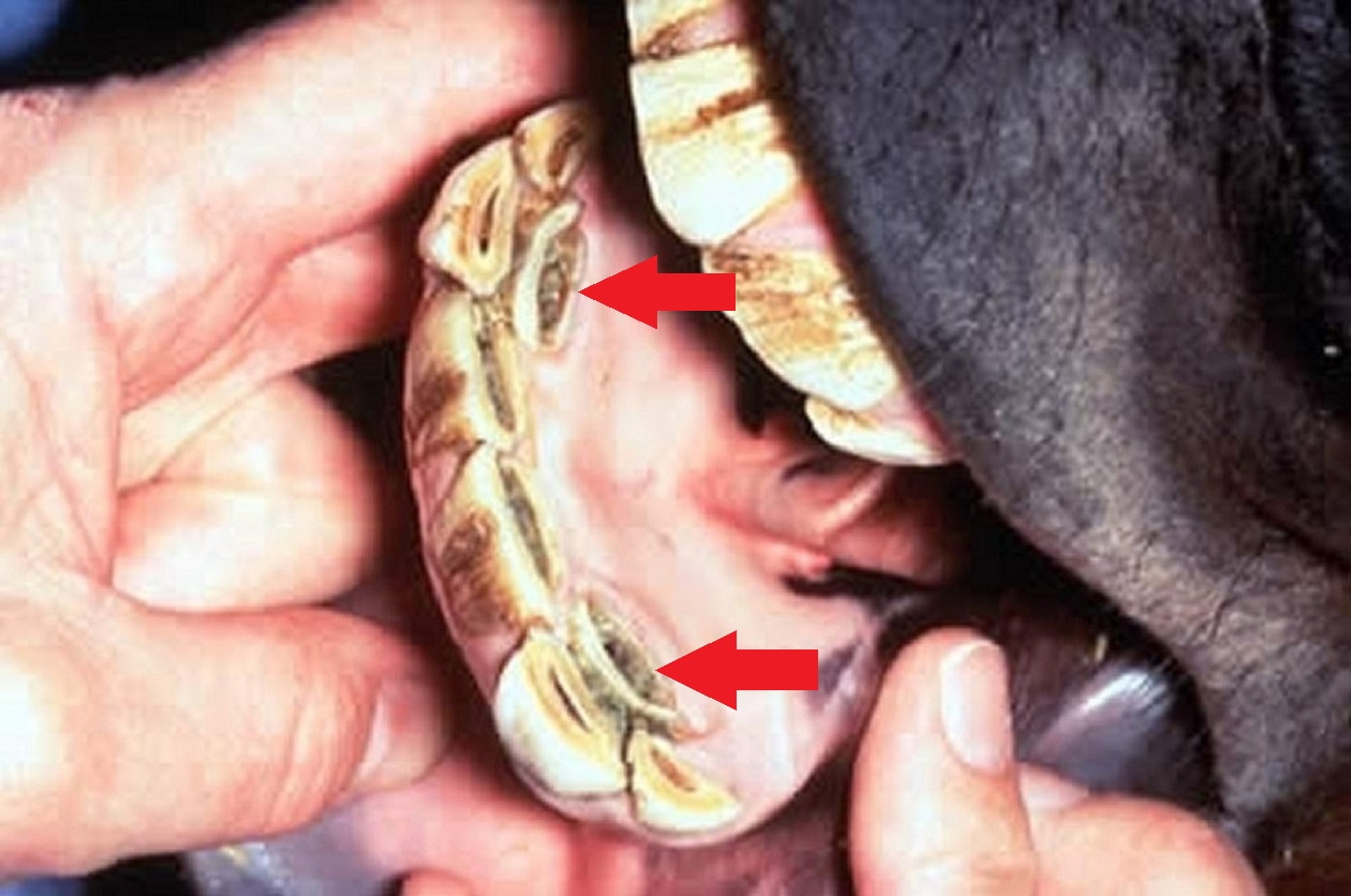 Retained deciduous incisors, horse