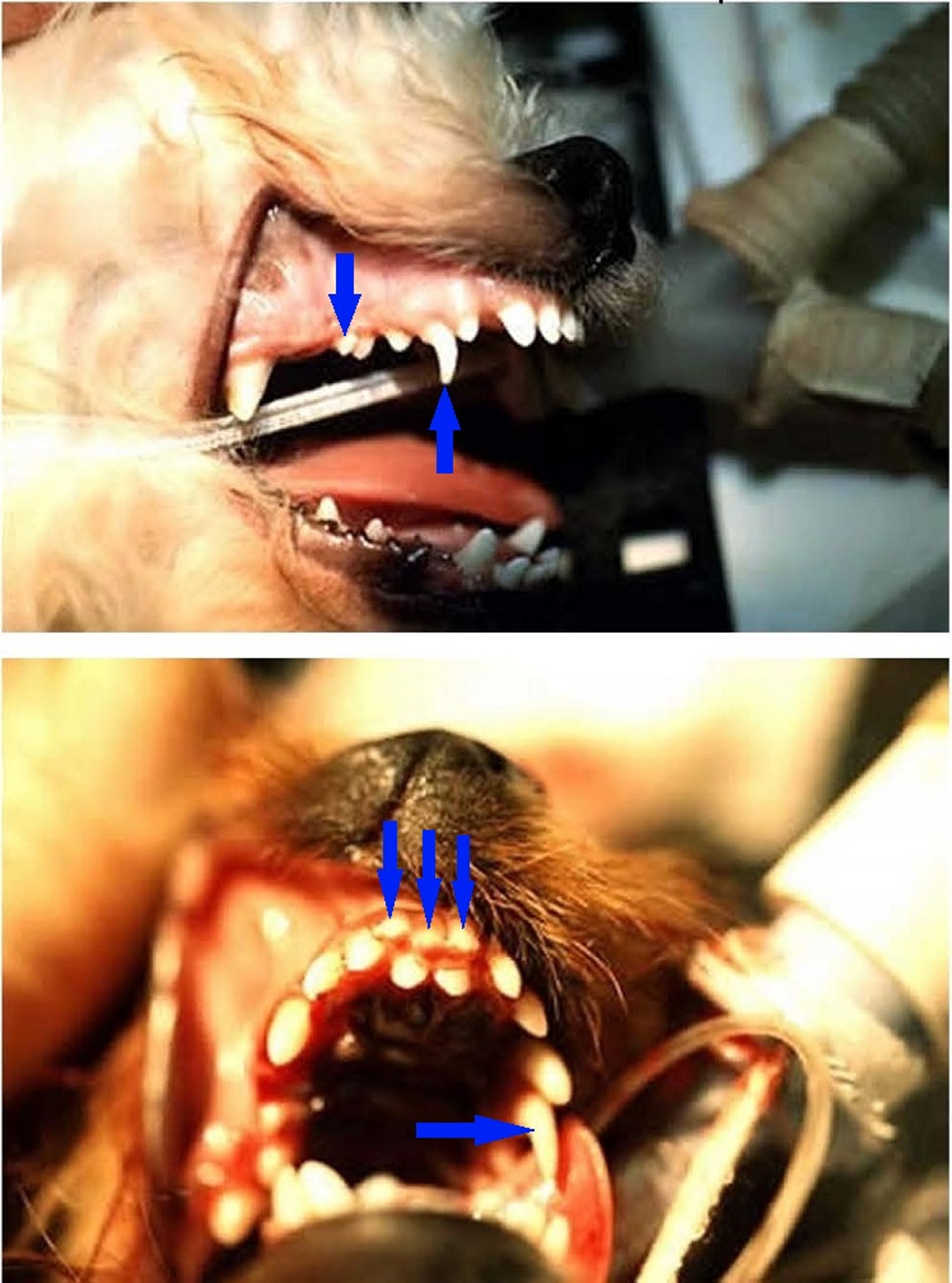 Retained deciduous teeth, dog