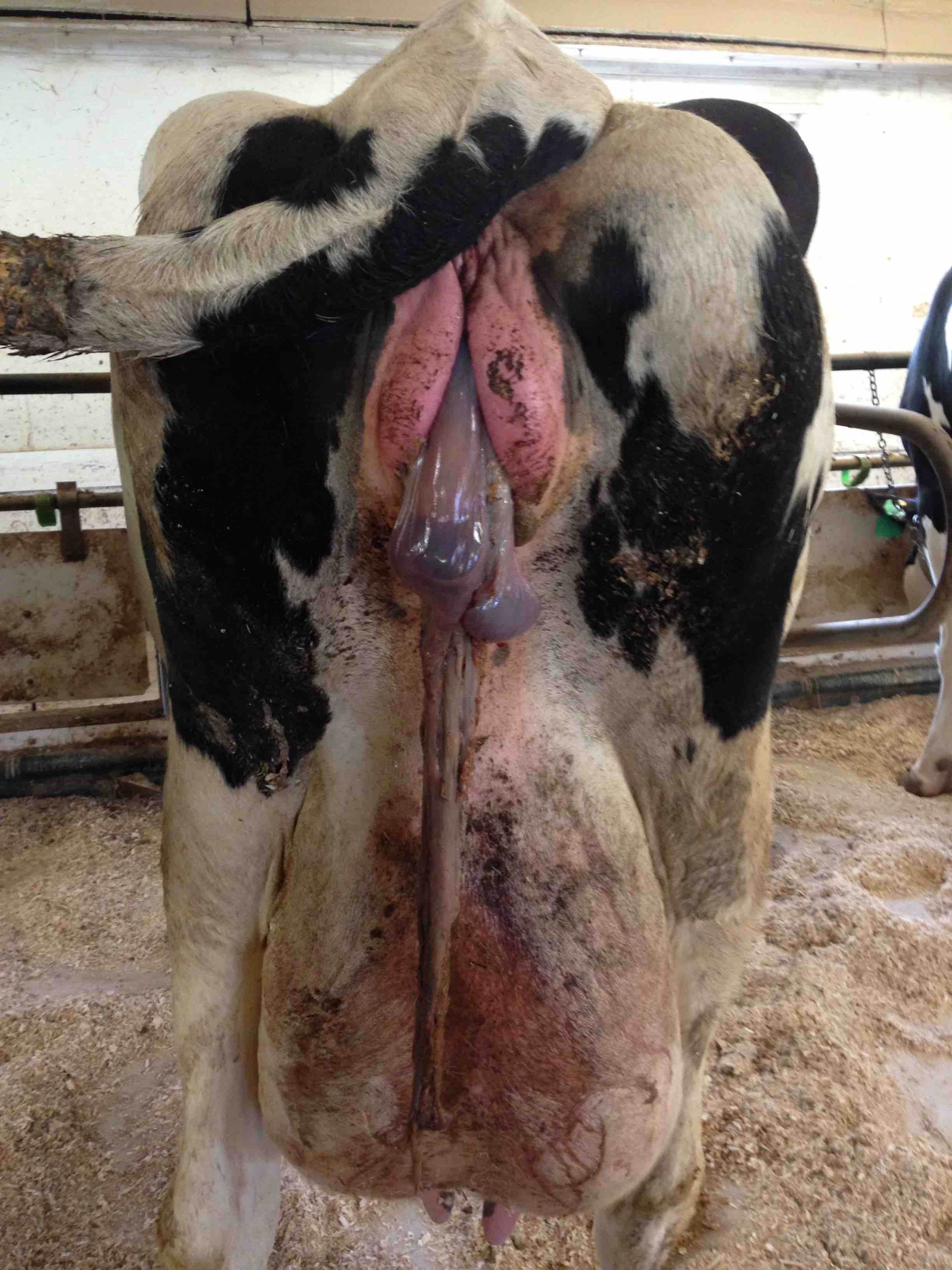 Retained placenta, cow