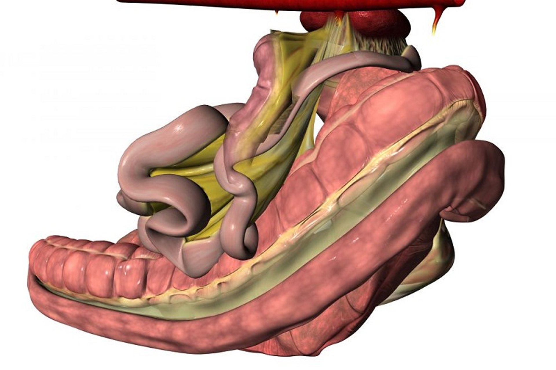 Right displacement of ascending colon, horse