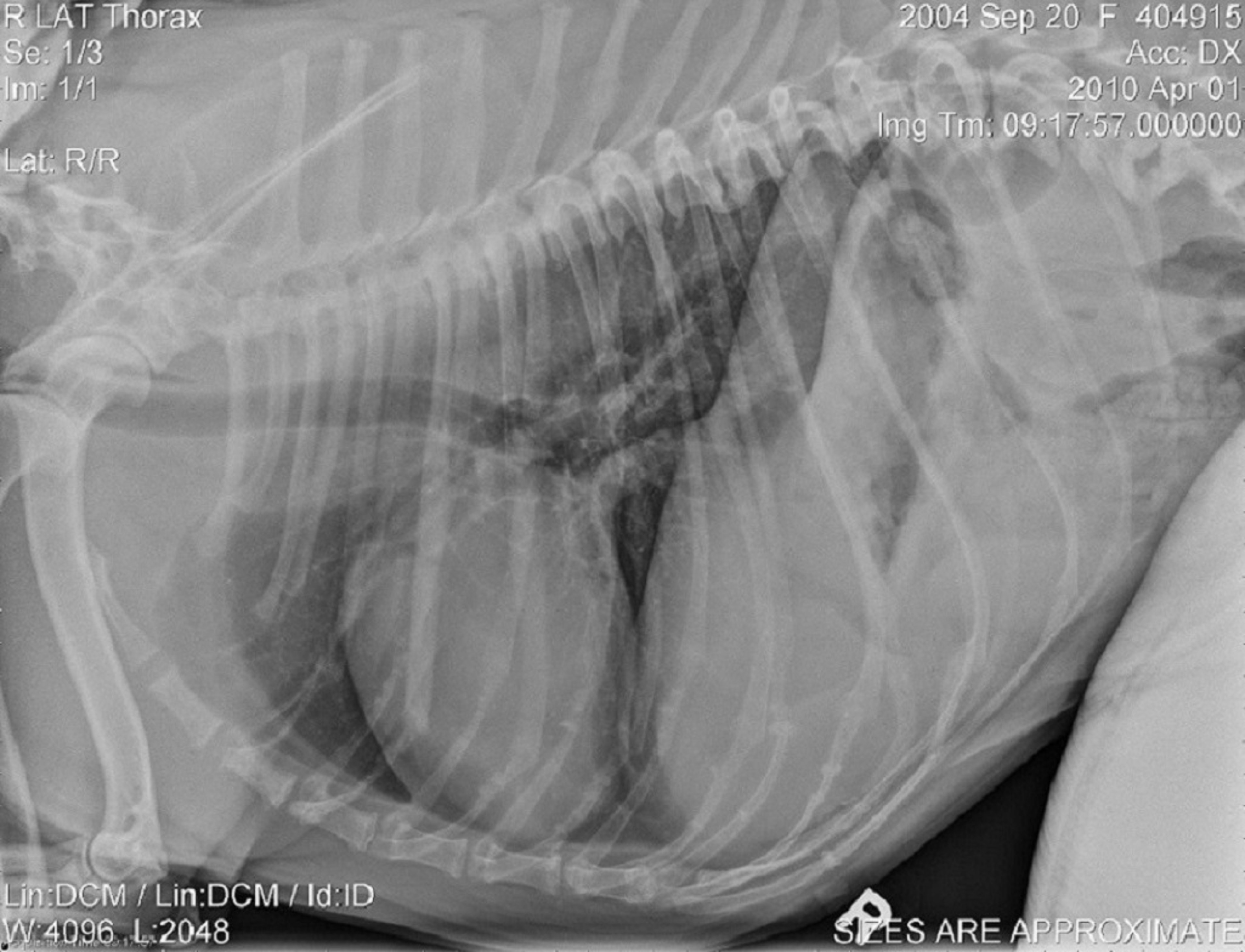 Right lateral radiograph, normal dog with deep chest