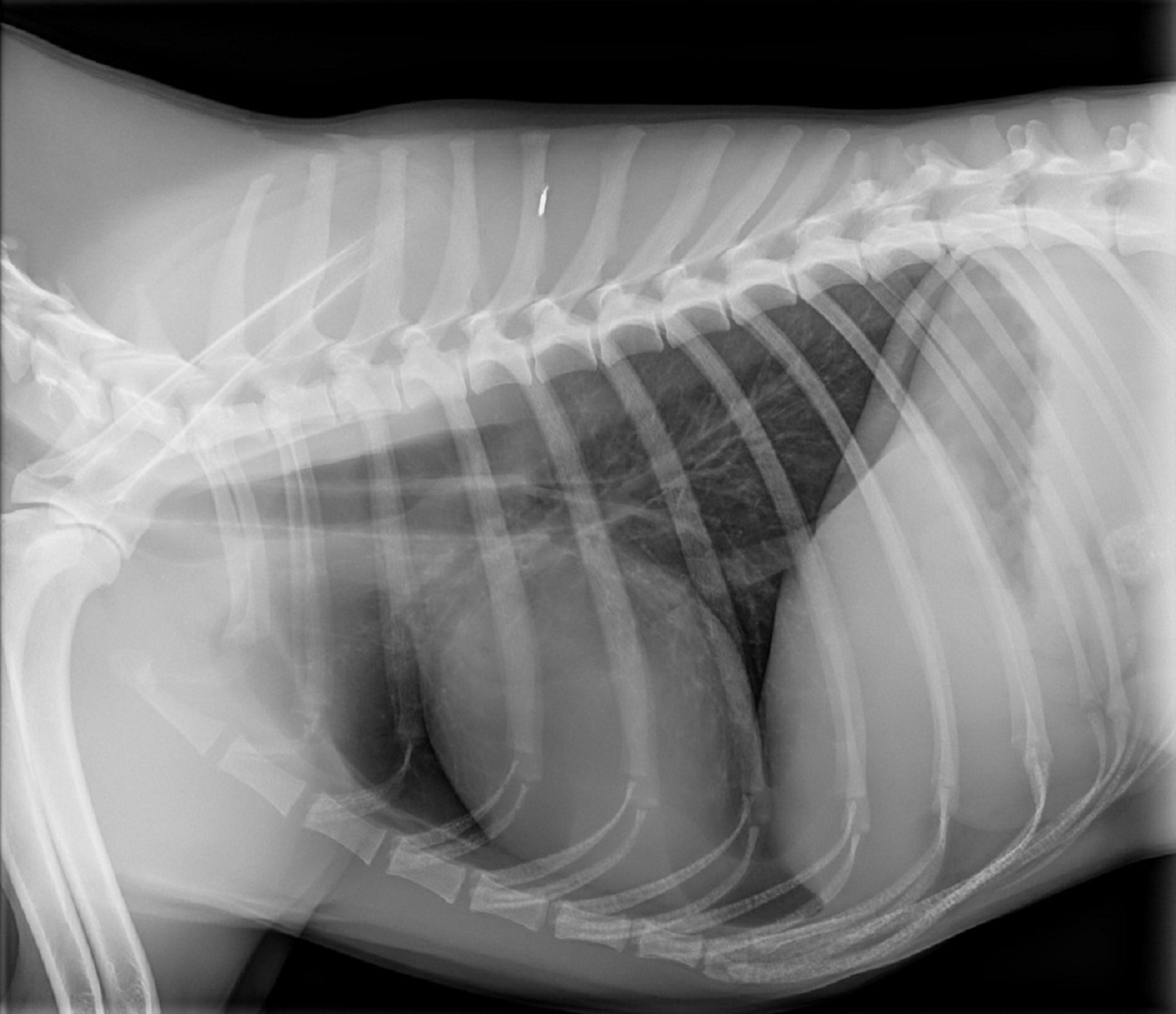 Right lateral radiograph, normal dog with narrow chest