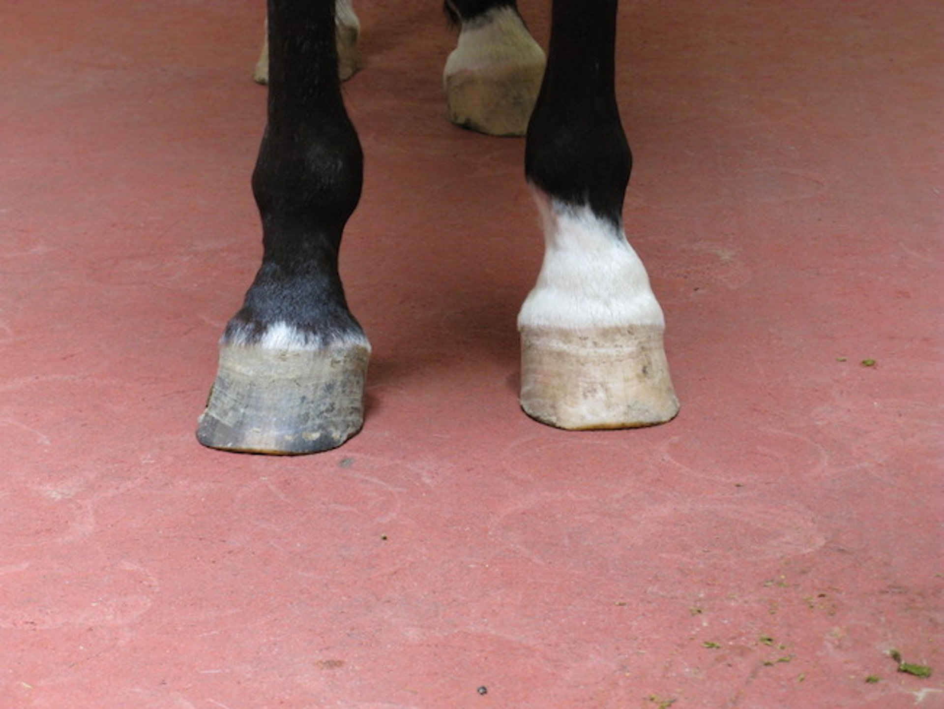 Ringbone, horse