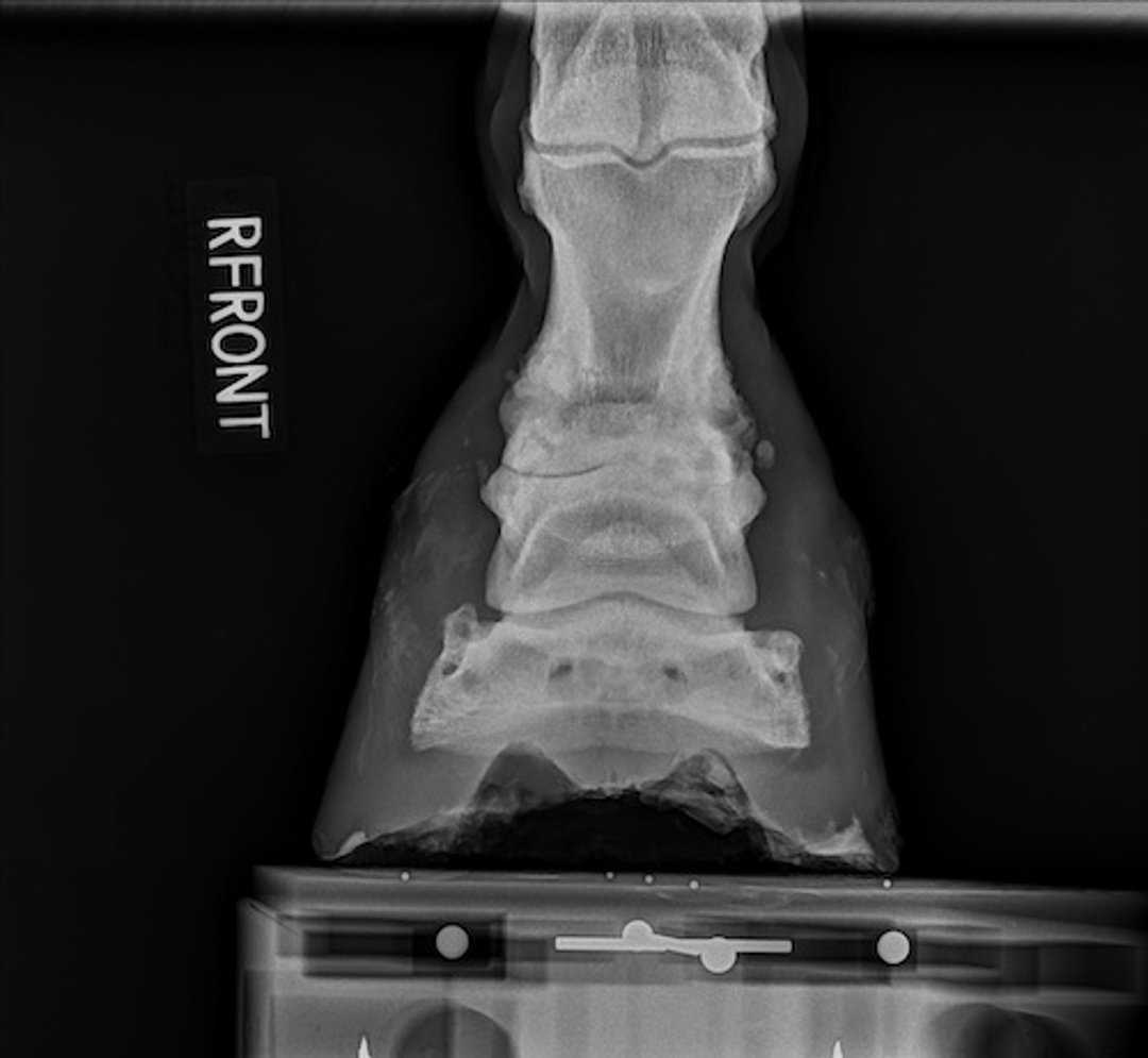 Ringbone, horse, radiograph