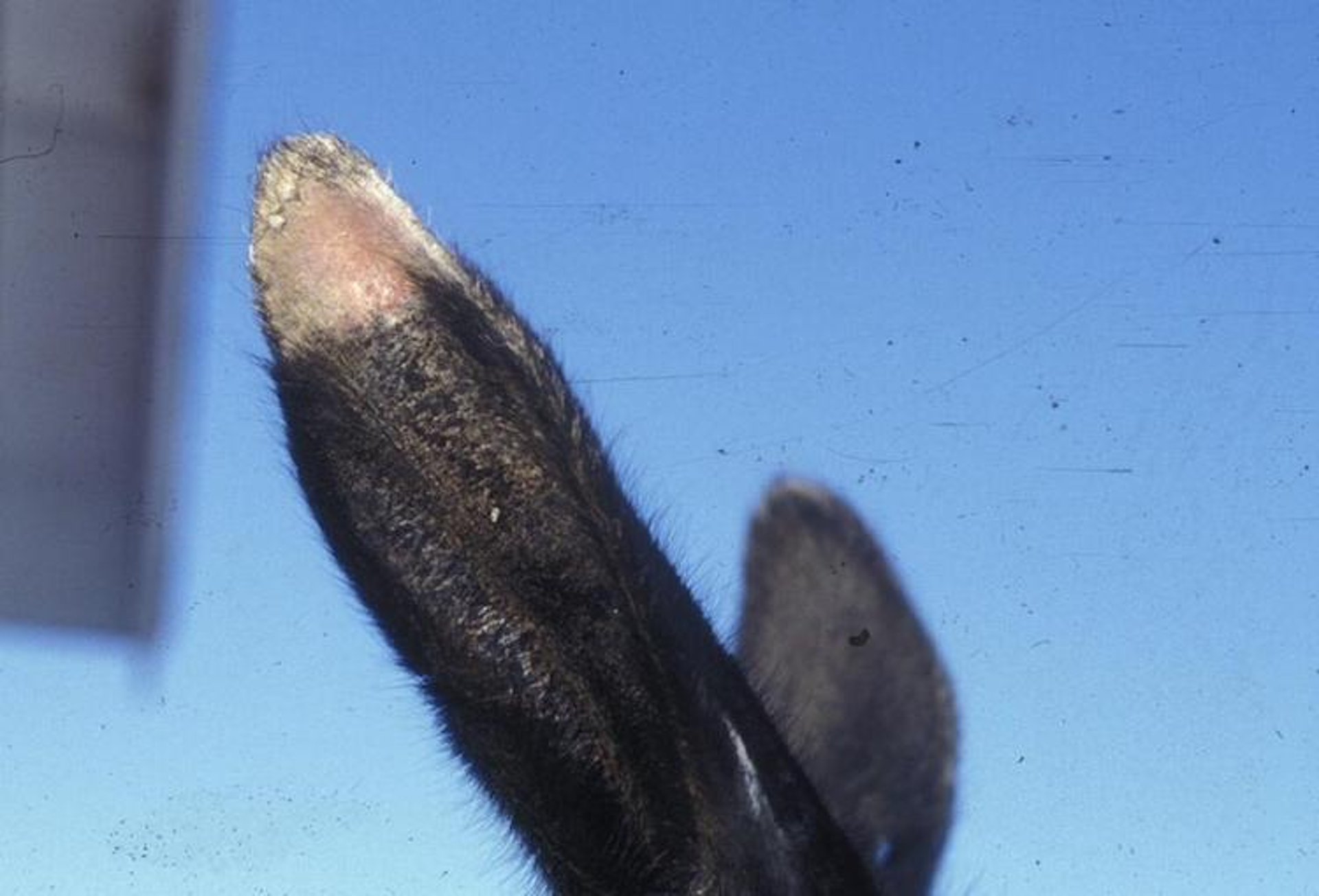 Ringworm, llama