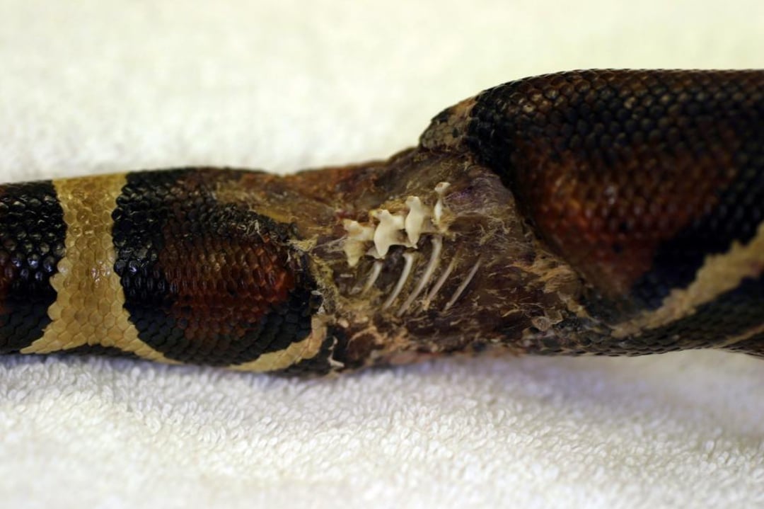 Environmental Diseases and Traumatic Injuries of Reptiles - Exotic and ...