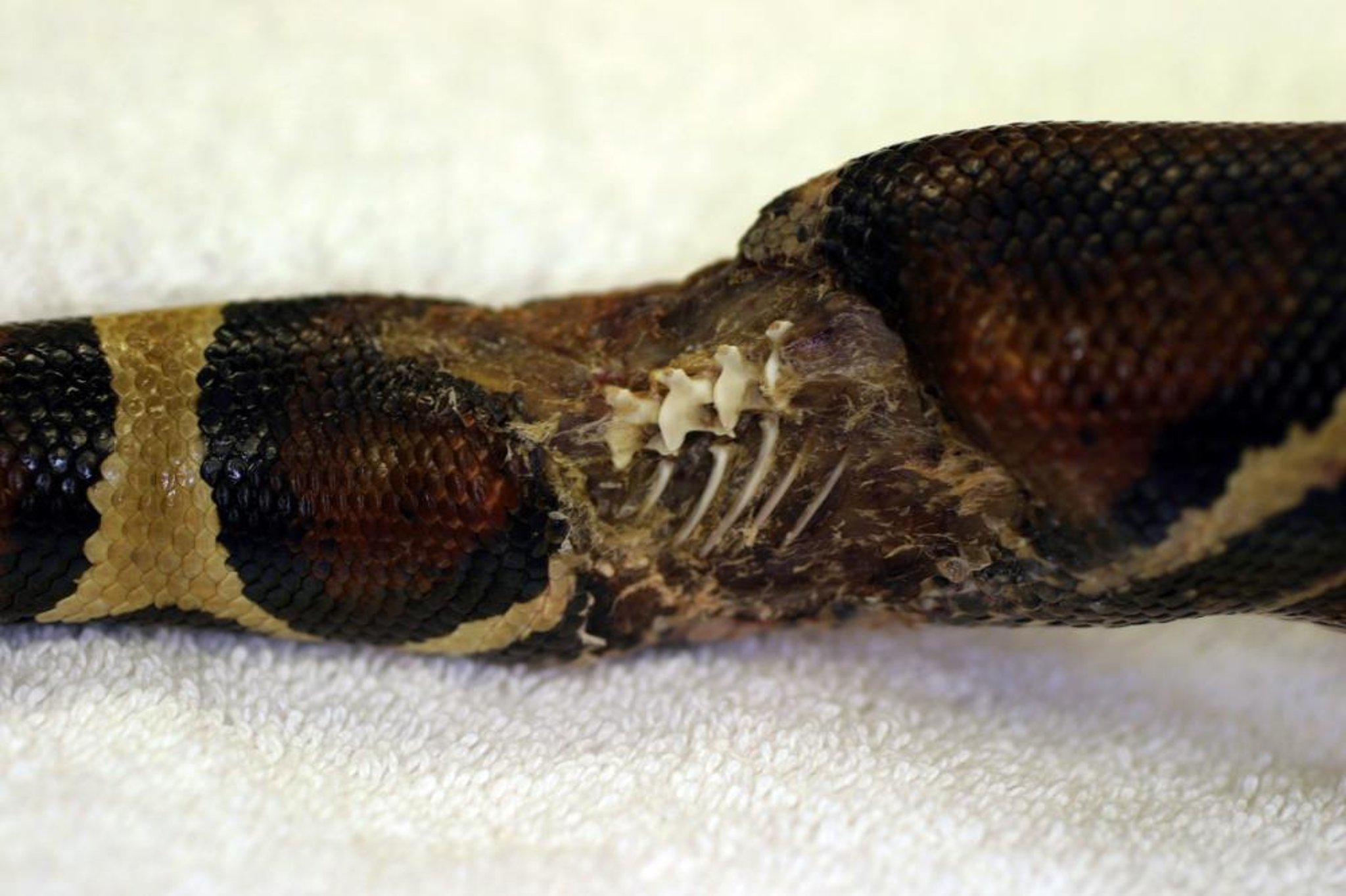 Trauma, boa constrictor