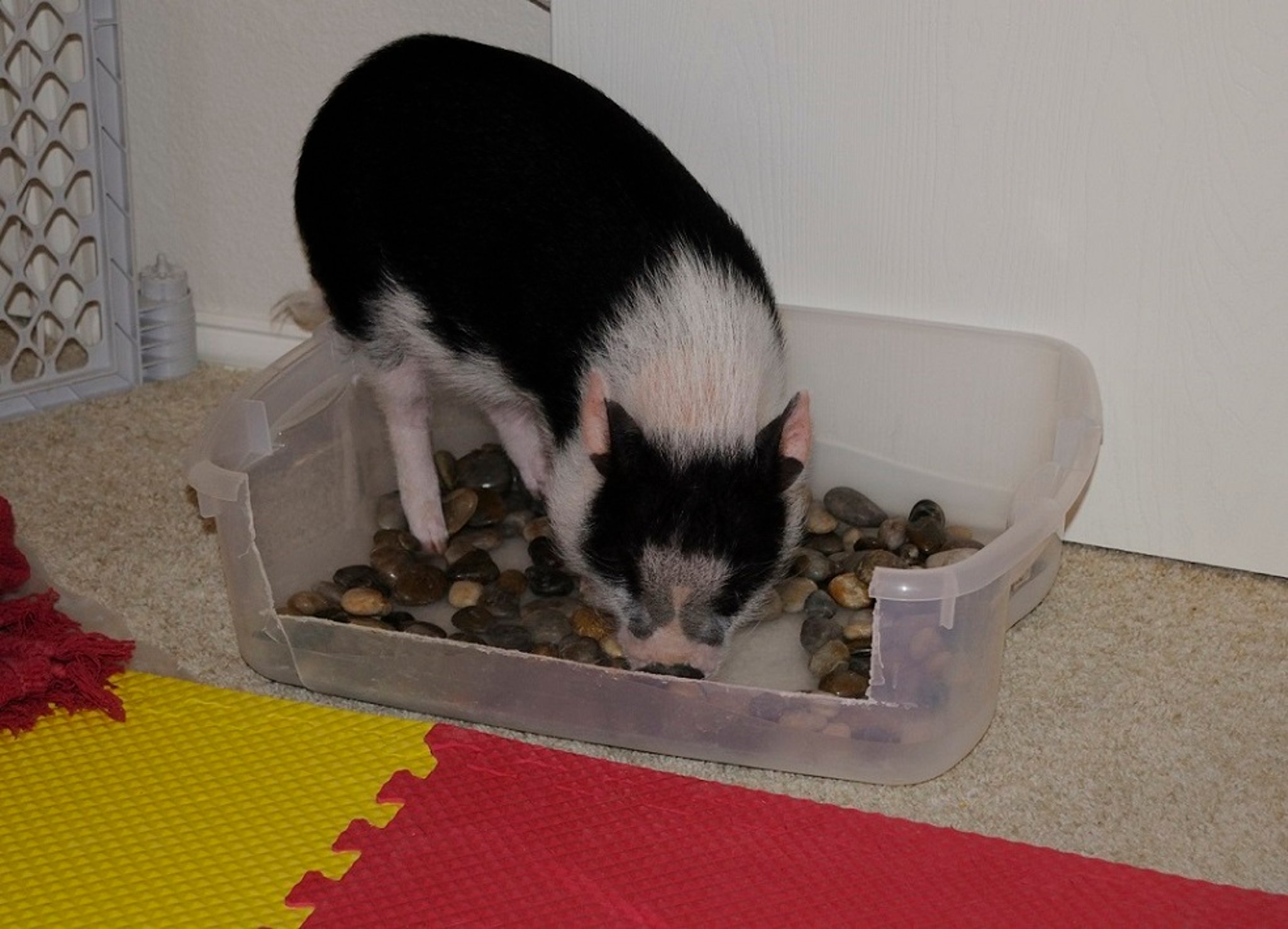 Rooting box for miniature pet pig