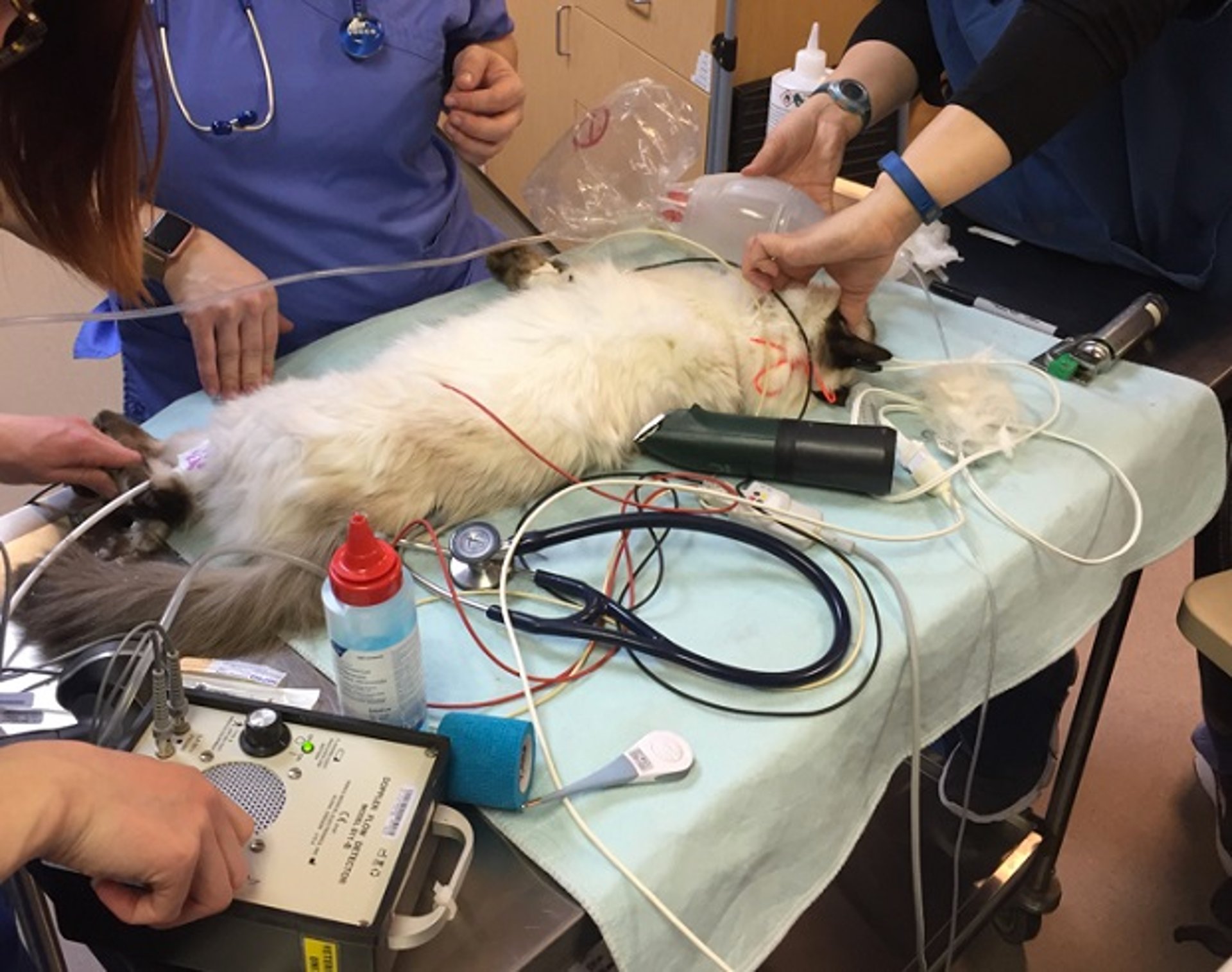 Cat with return of spontaneous circulation