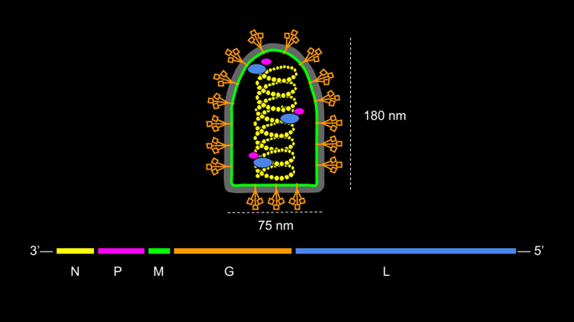 Rabies virion and genome