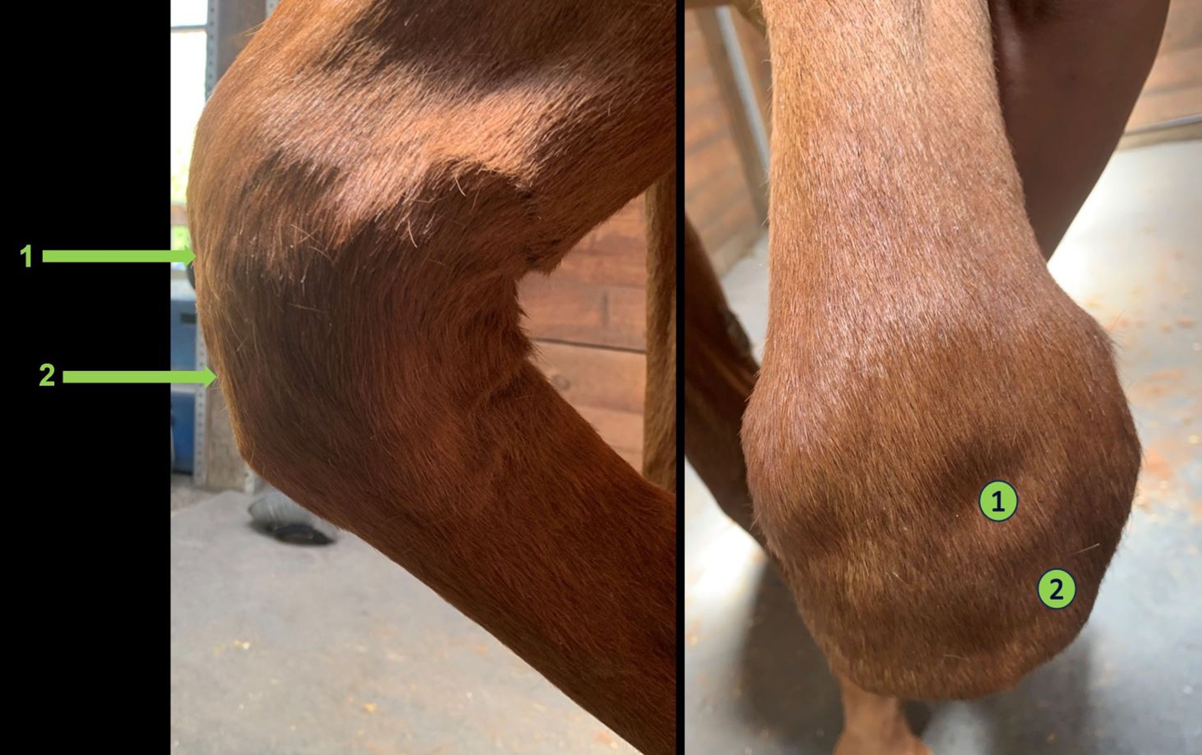 Sitios de bloqueo de las articulaciones intercarpiana y radiocarpiana, caballo