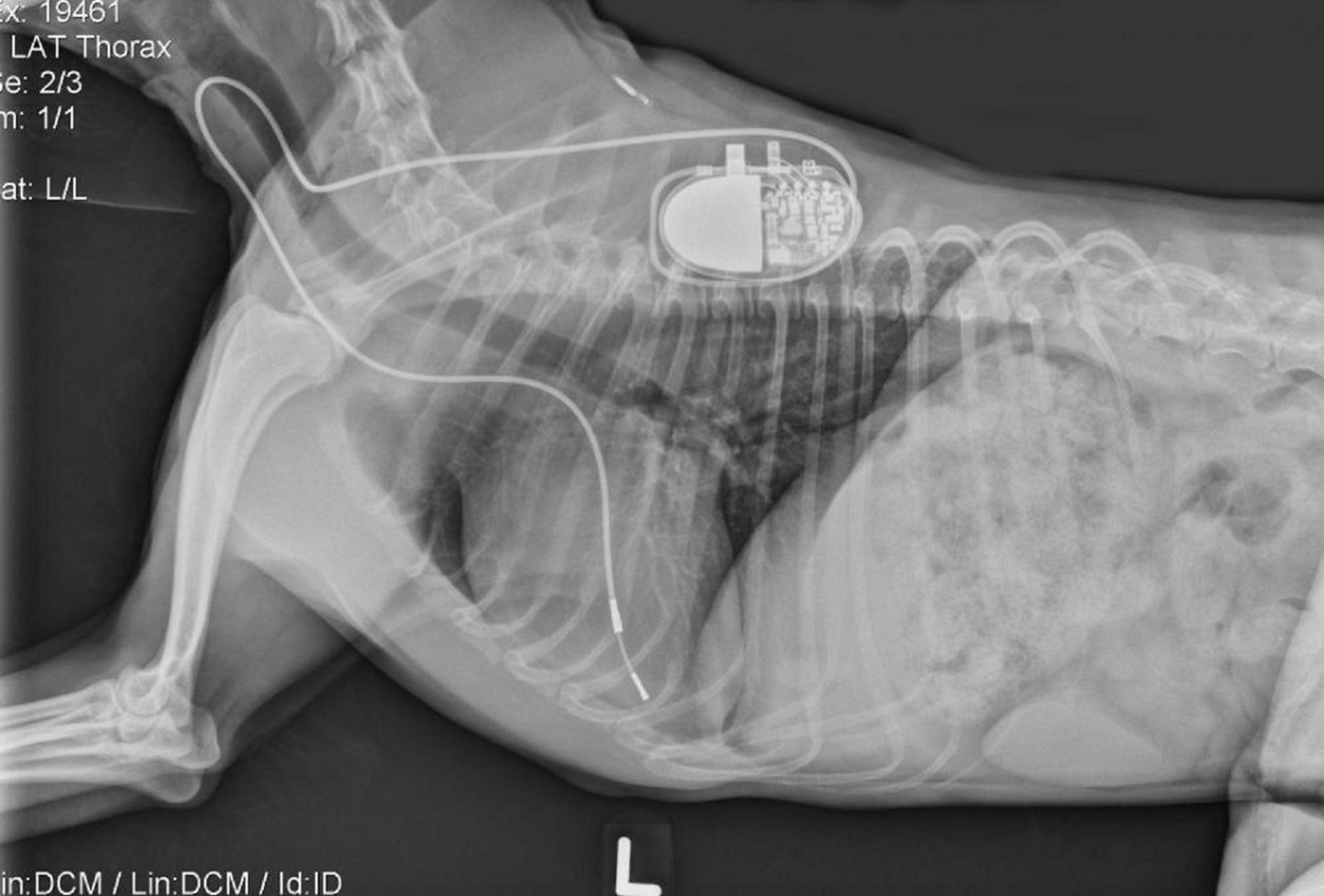 Radiografía tras la colocación de un marcapasos, perro