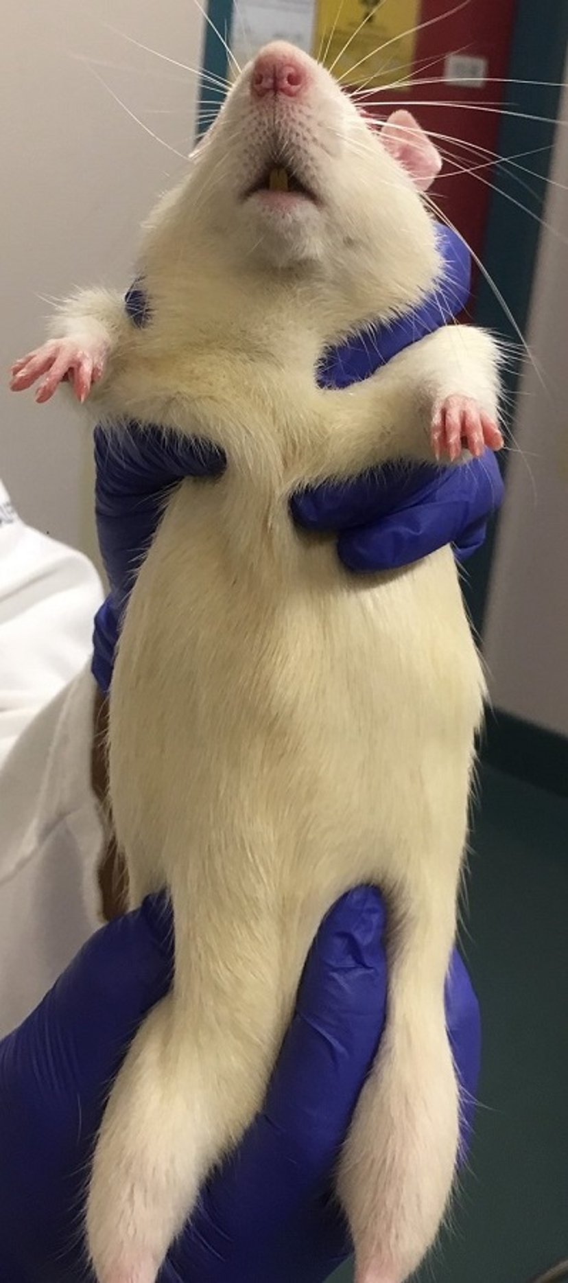 Baseball-hold restraint, rat