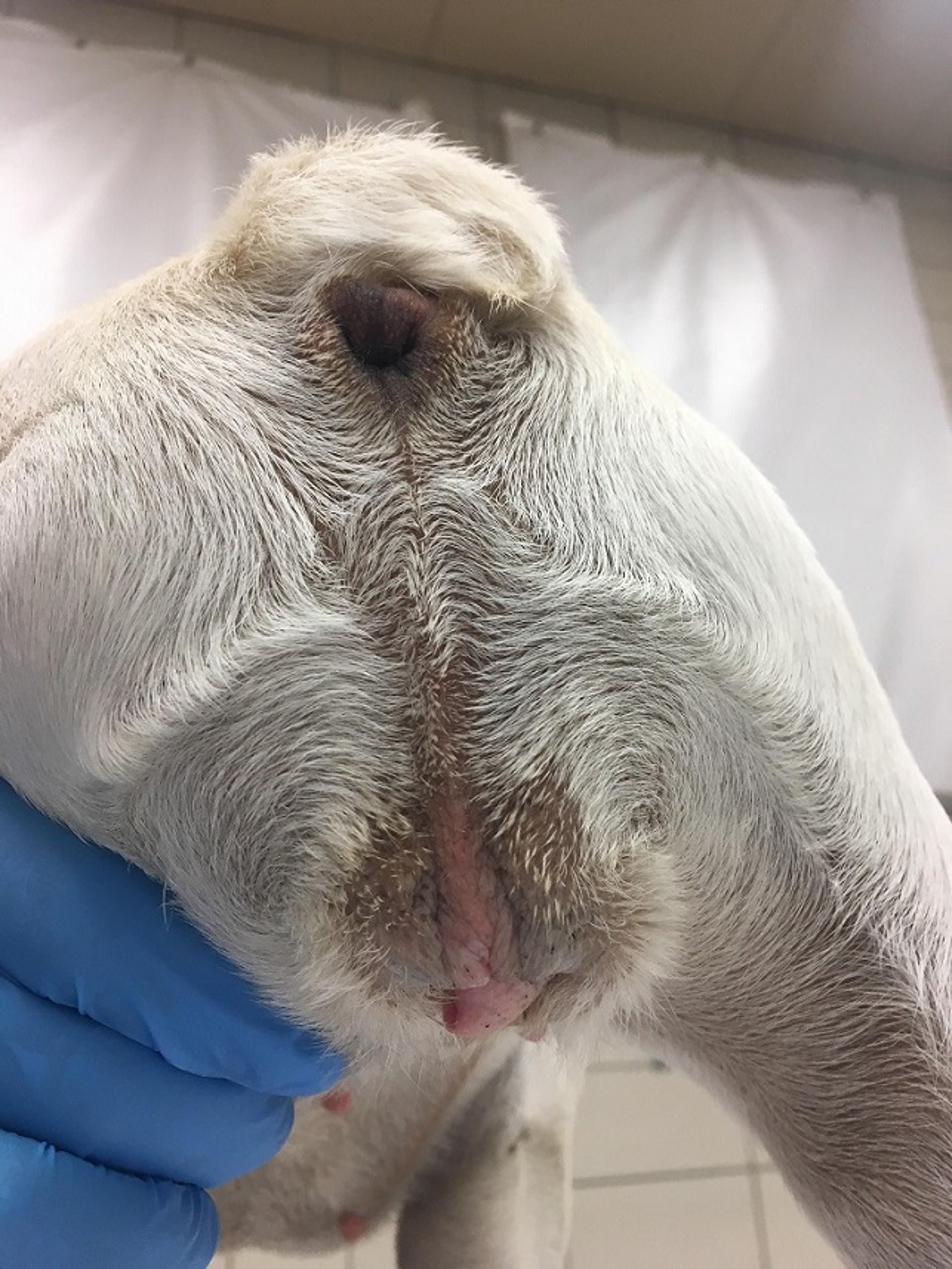 Vulva hundida, perra