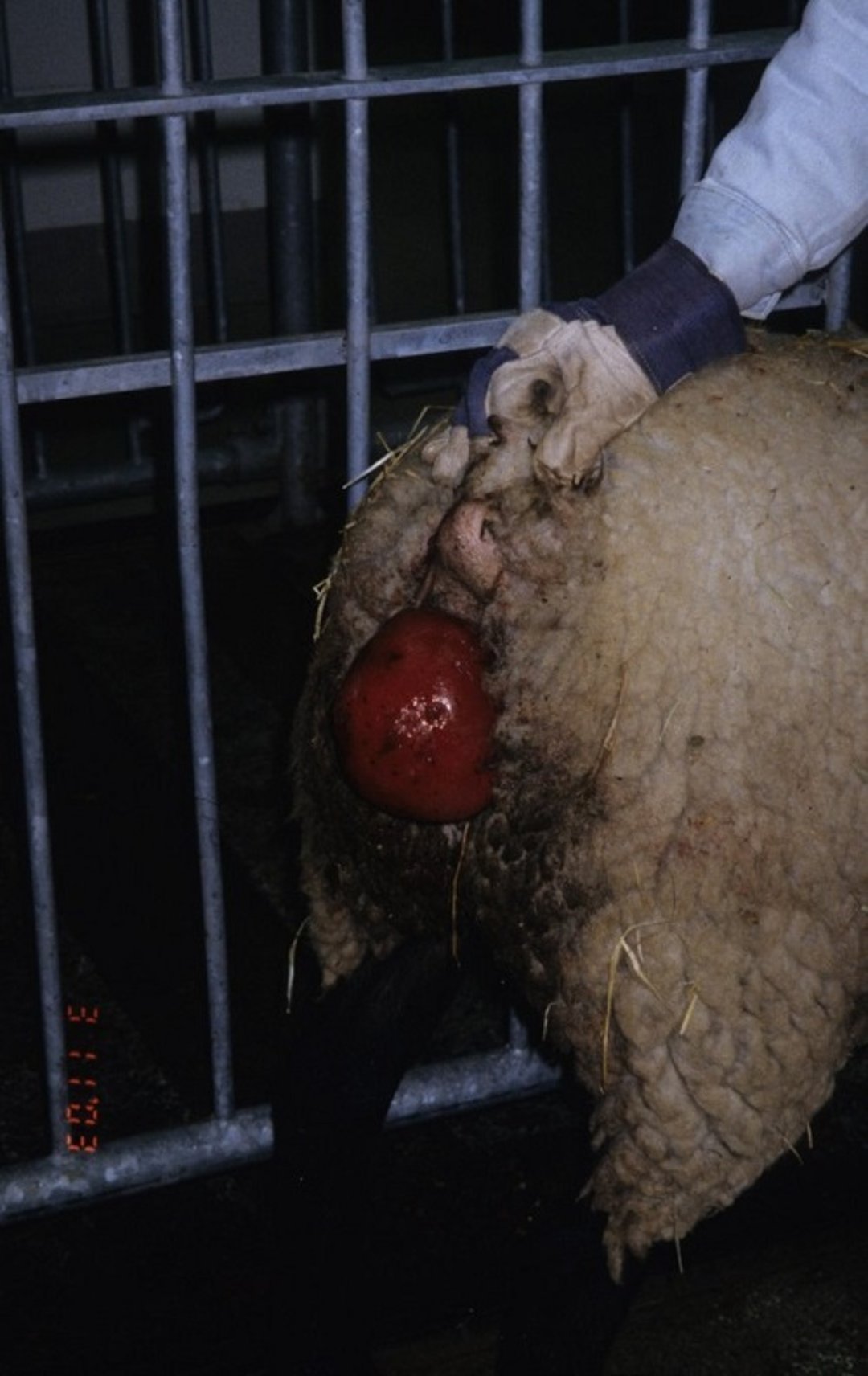 Prolapso rectal, ovino
