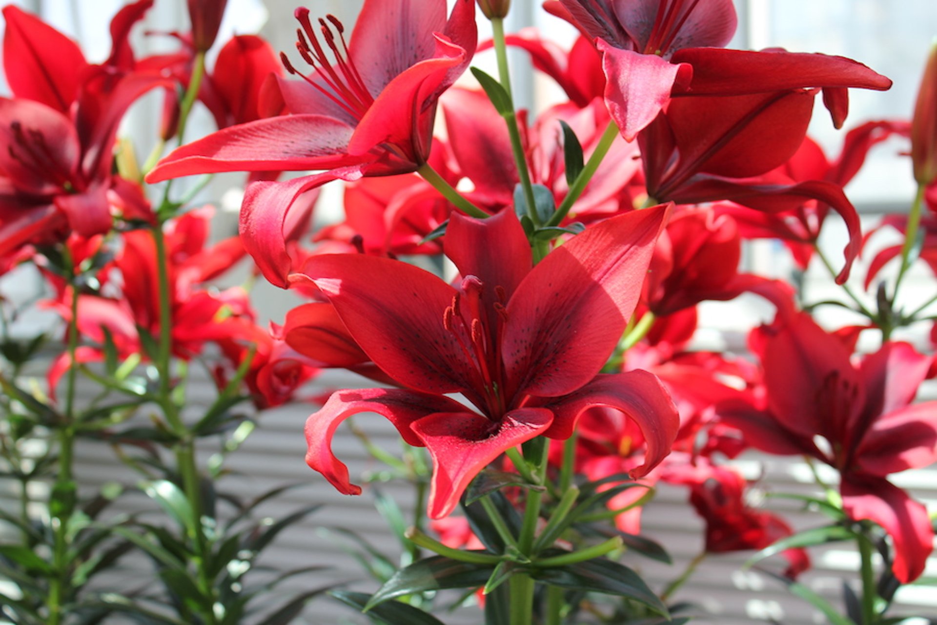 Lirios asiáticos, rojos (<i >Lilium</i> spp)