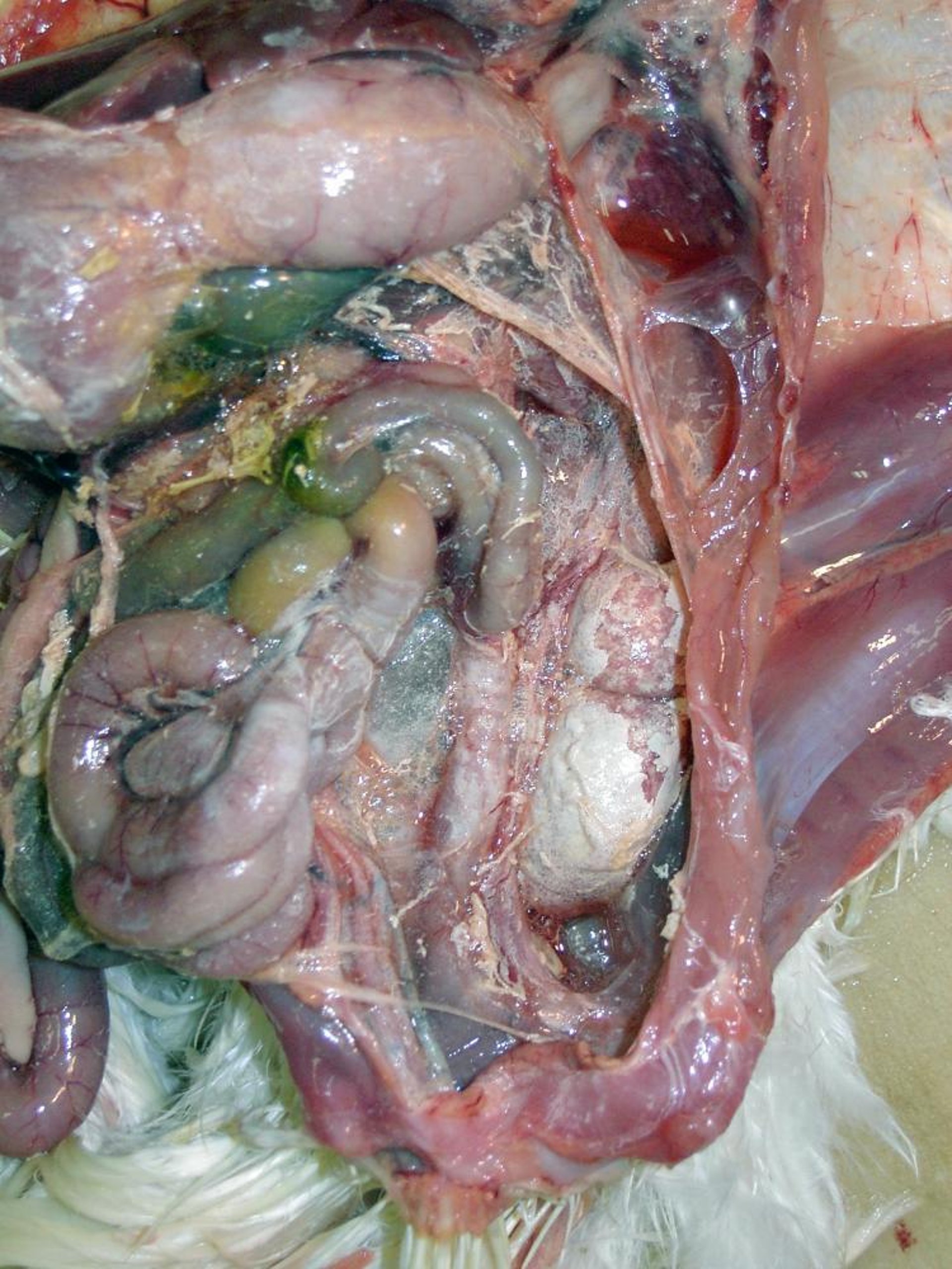 Renal and visceral gout (hyperuricemia) as a result of a high-calcium ration, layer