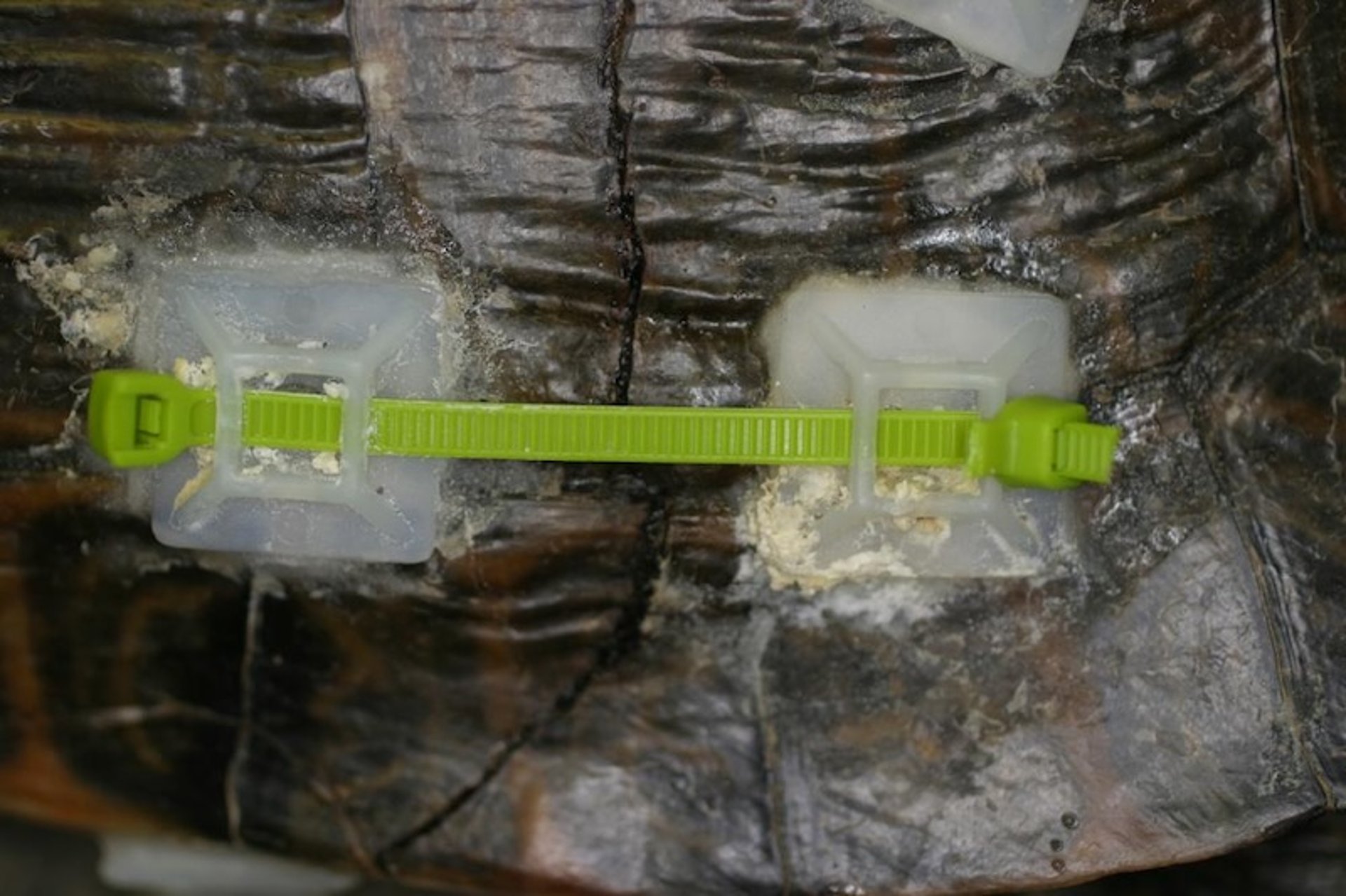 Reparación de fractura de caparazón, tortuga