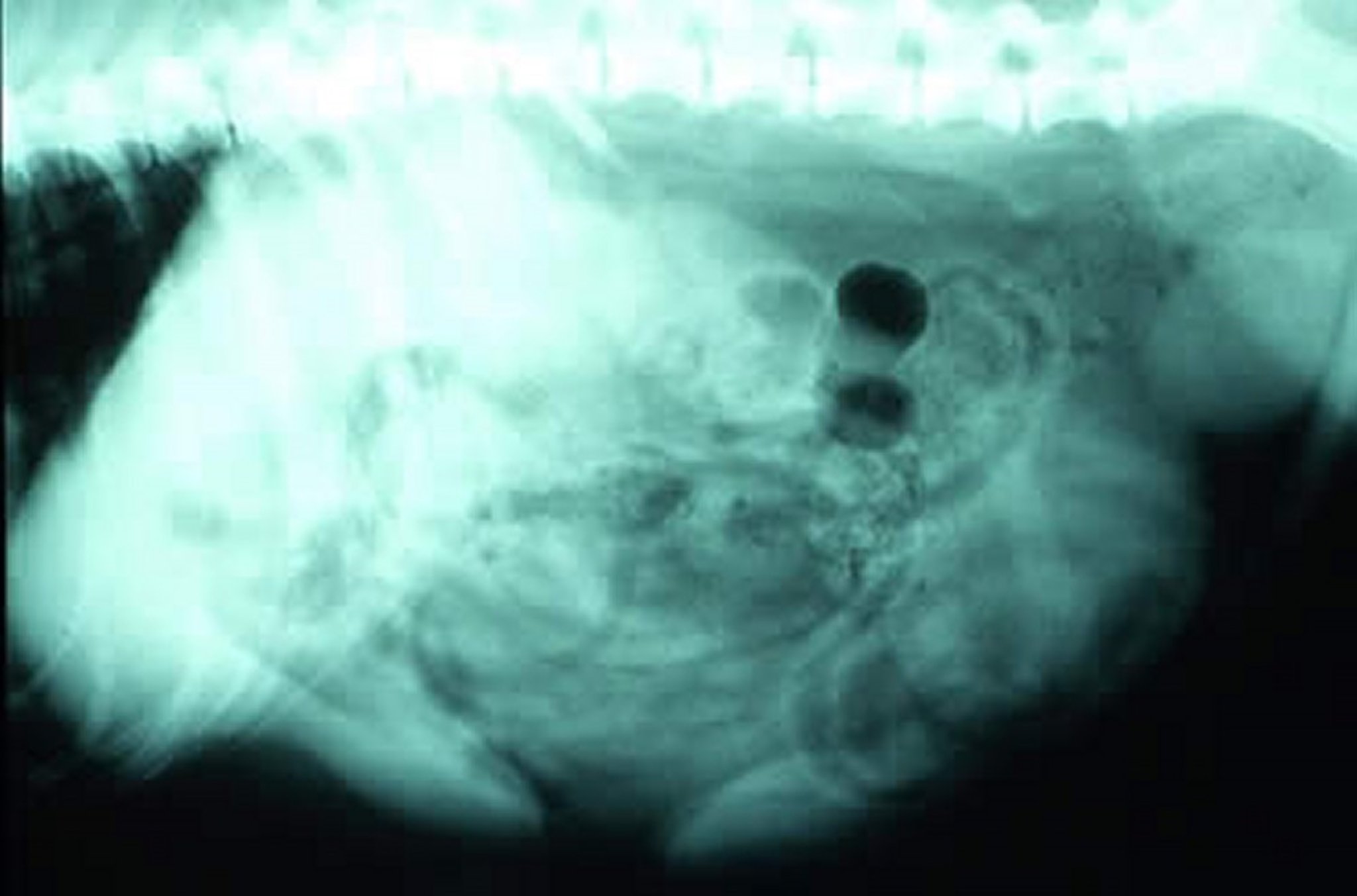 Prostatomegalia, radiografía, perro