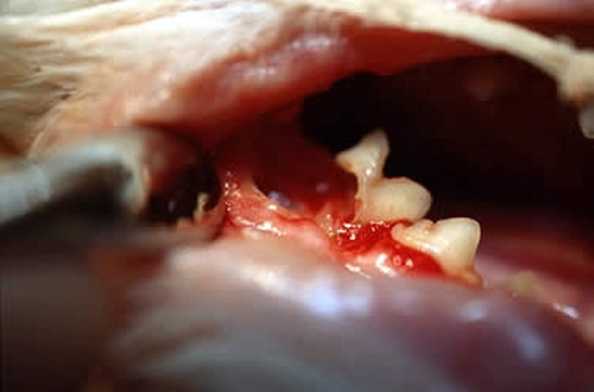 Lesiones de cuello dental, gato