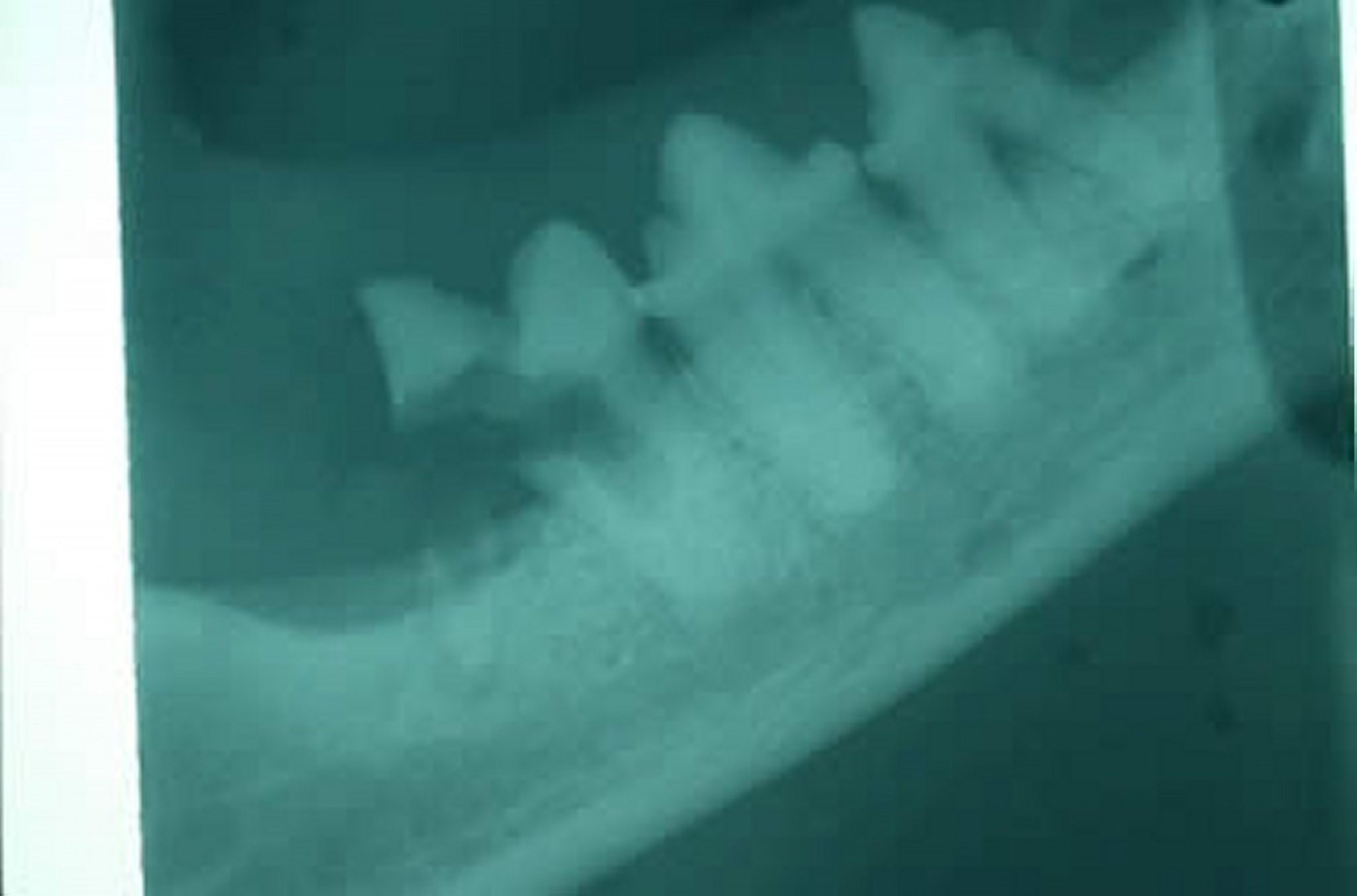 Resorptive lesions (teeth), radiograph, cat