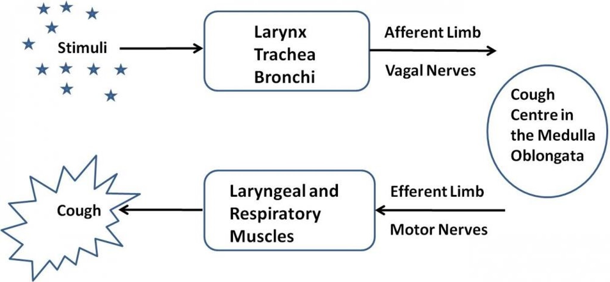 The cough reflex