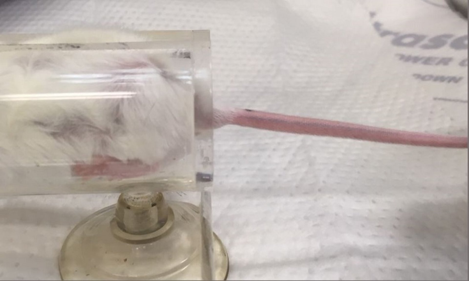 Blood collection from tail vein, mouse restraint