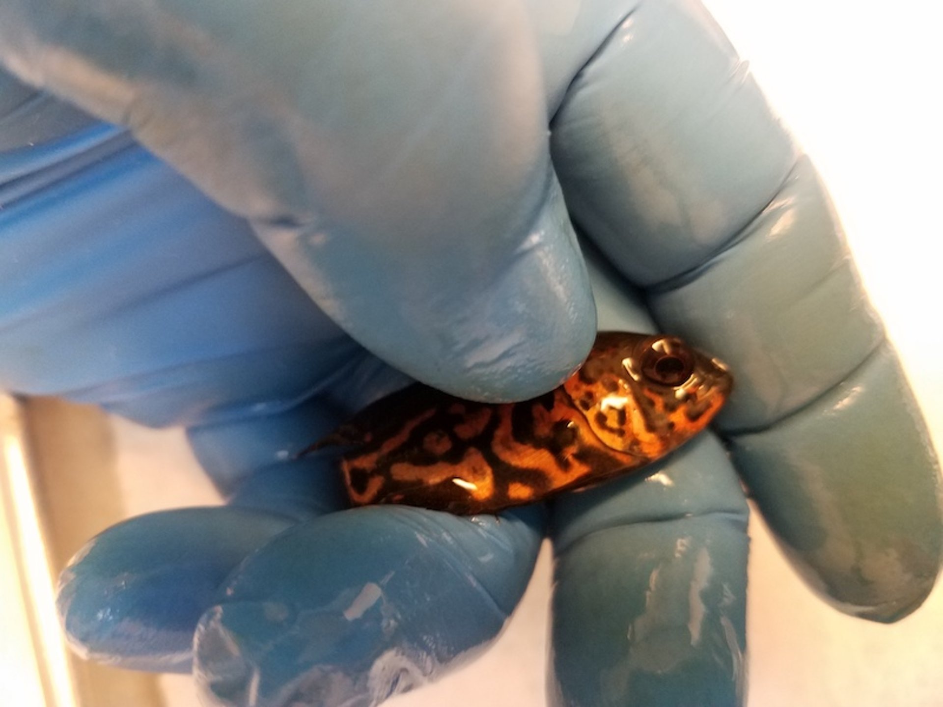 Sujeción de peces no sedados para biopsias no mortales