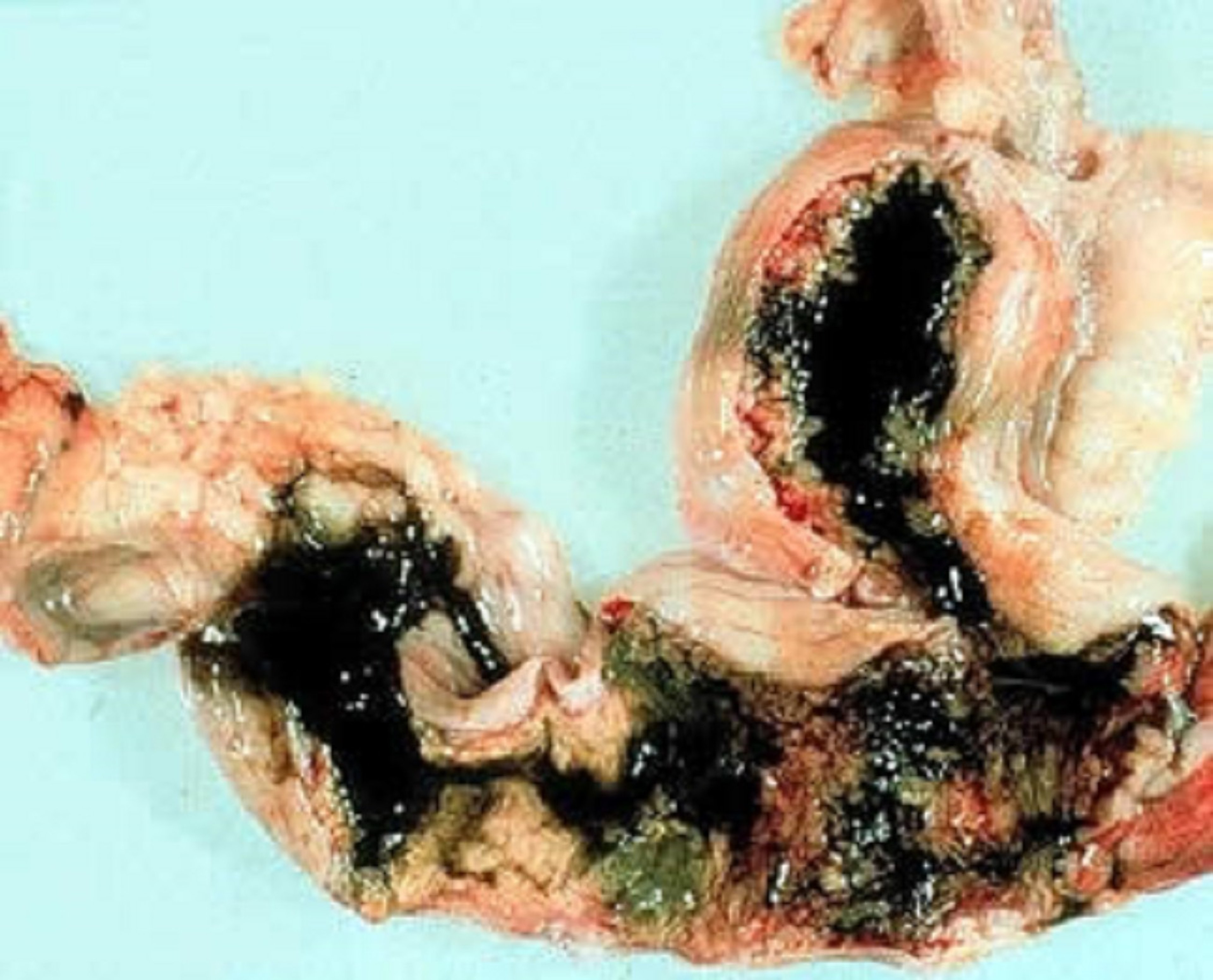 Retained placenta with green lochia, dog