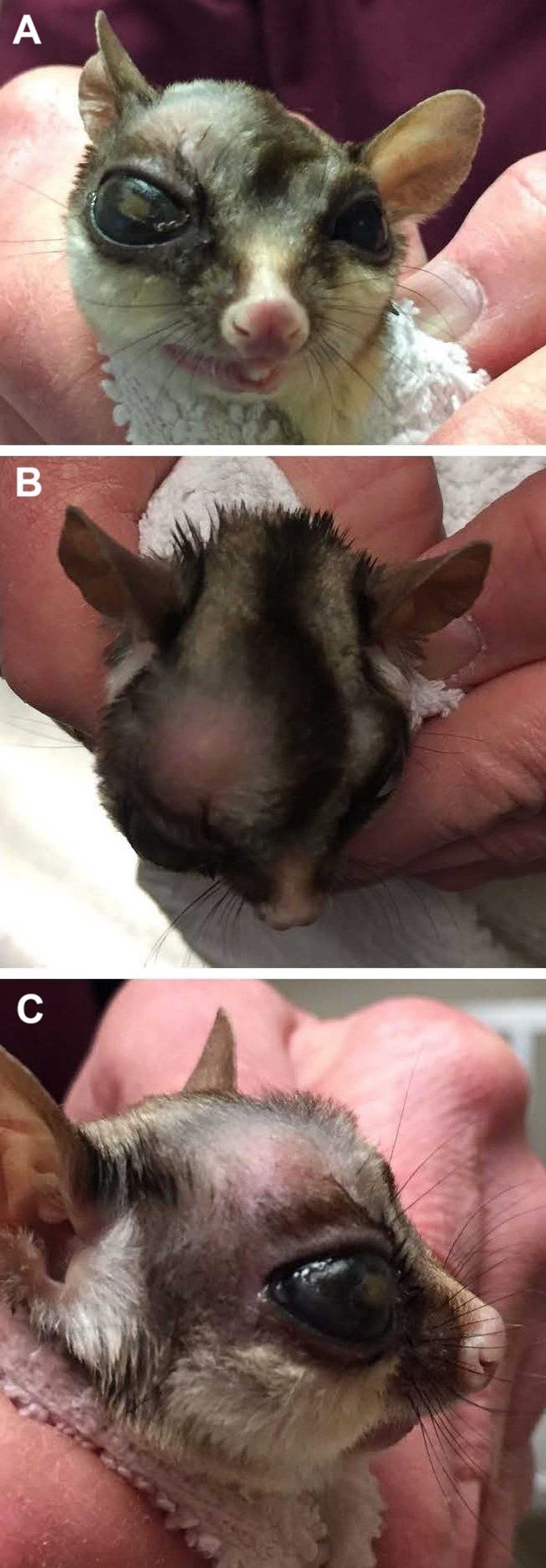 Retrobulbar abscess, sugar glider