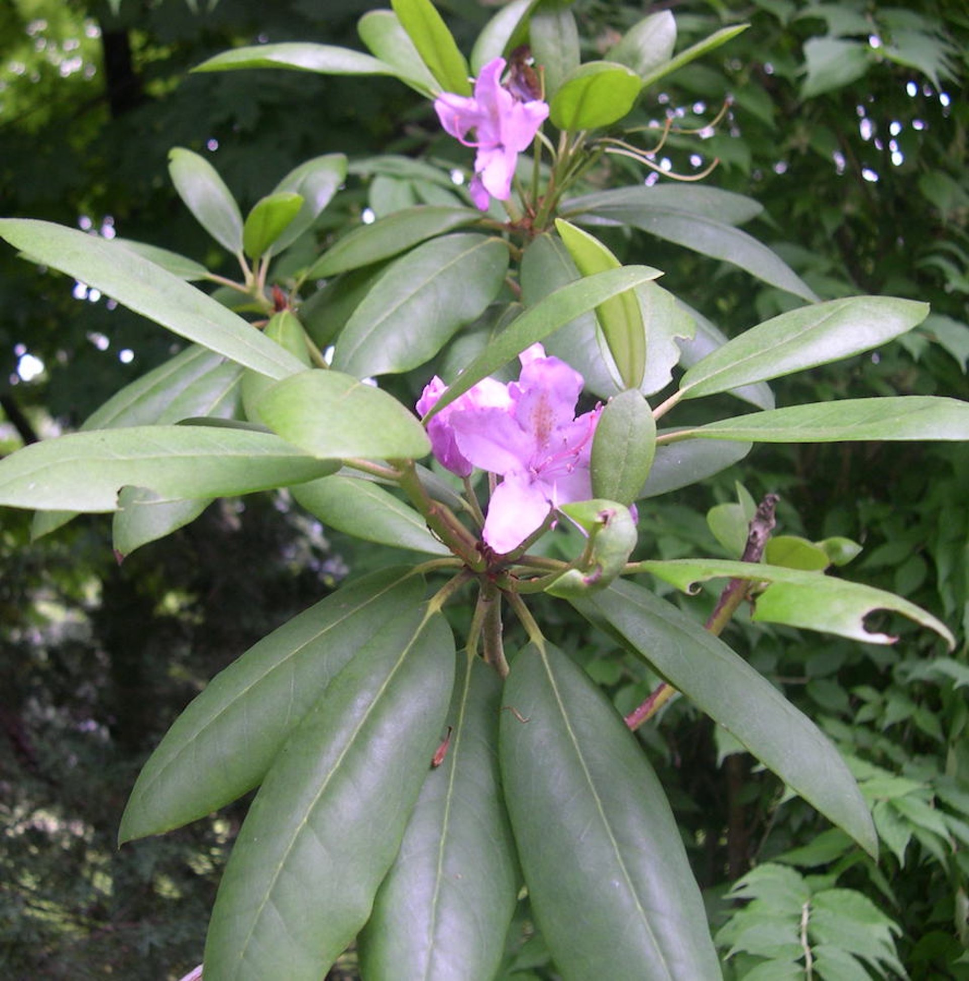 Rhododendron (<i >Rhododendron</i> spp)