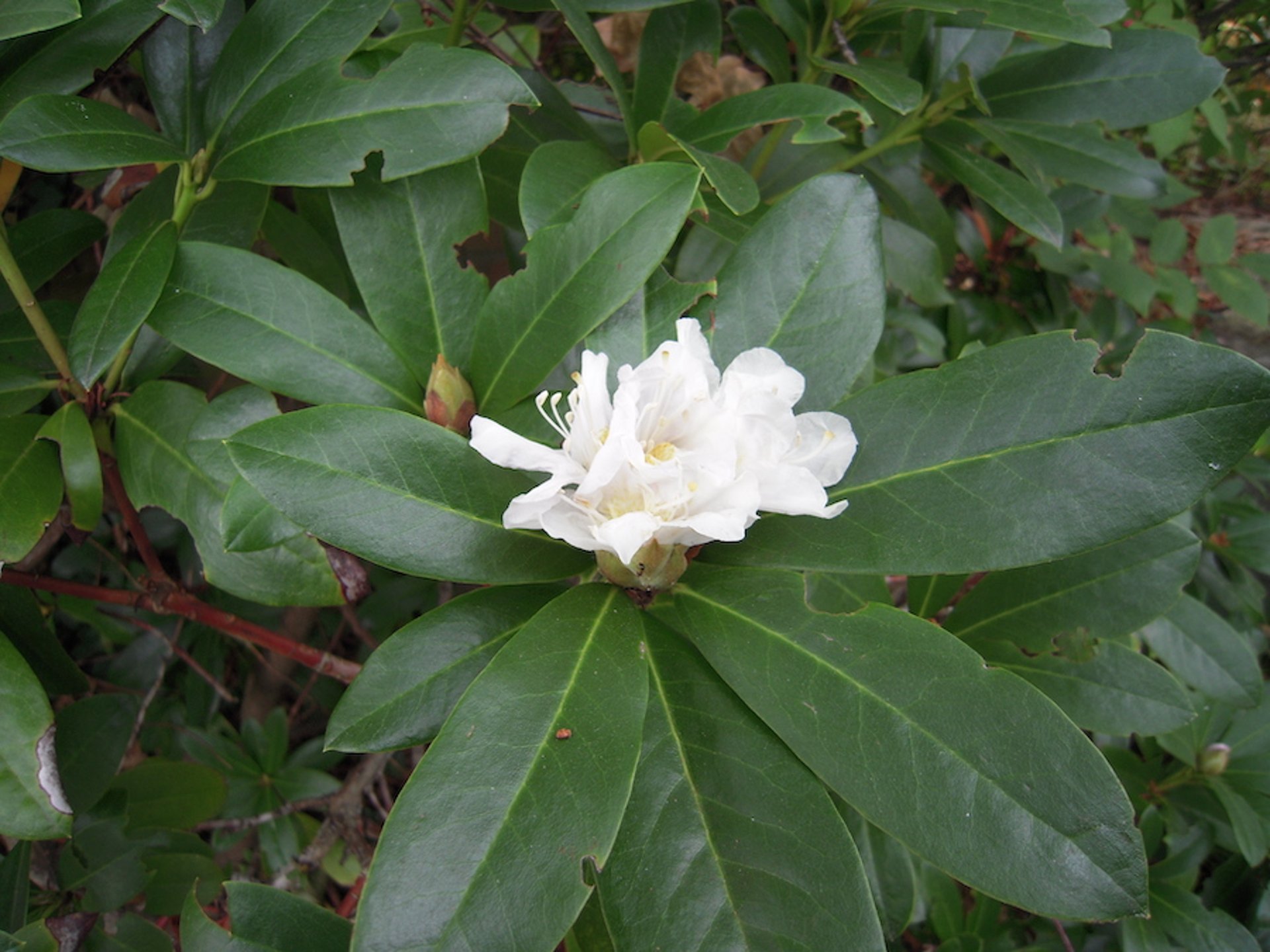 Rhododondron, white flower (<i >Rhododendron</i> spp)