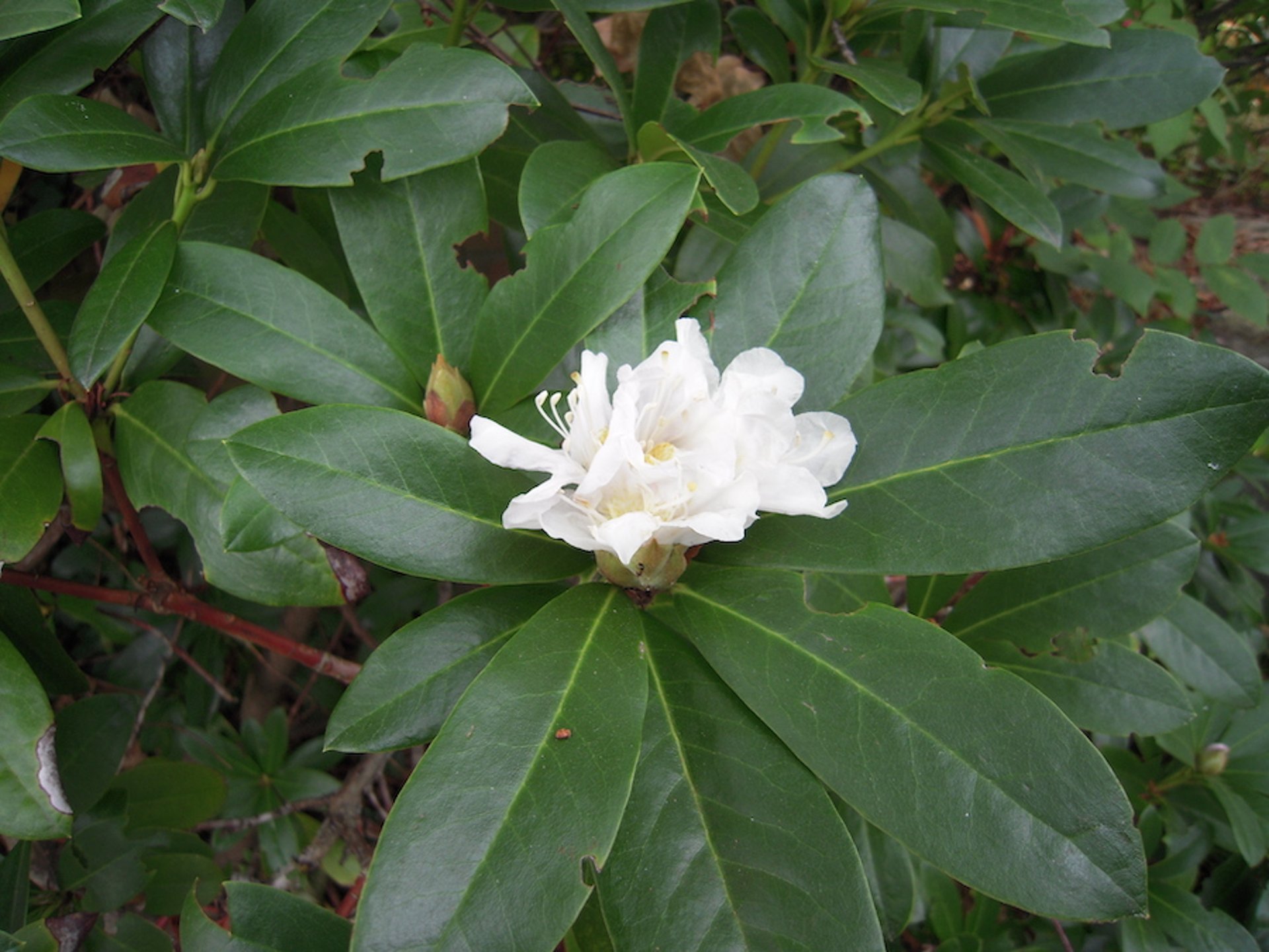 Rododendro, flor branca (<i >Rhododendron</i> spp)