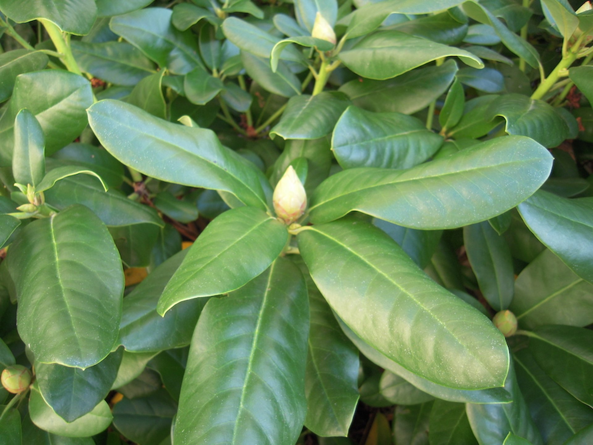 Rhododendron, leaves and bud (<i >Rhododendron</i> spp)
