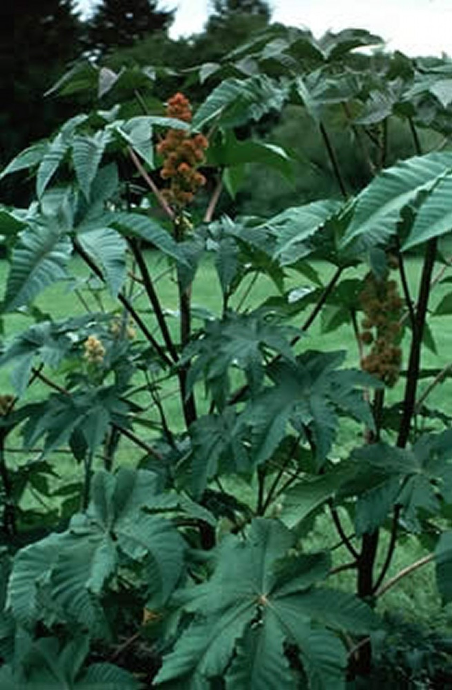 <i >Ricinus communis</i> (Castor Bean)