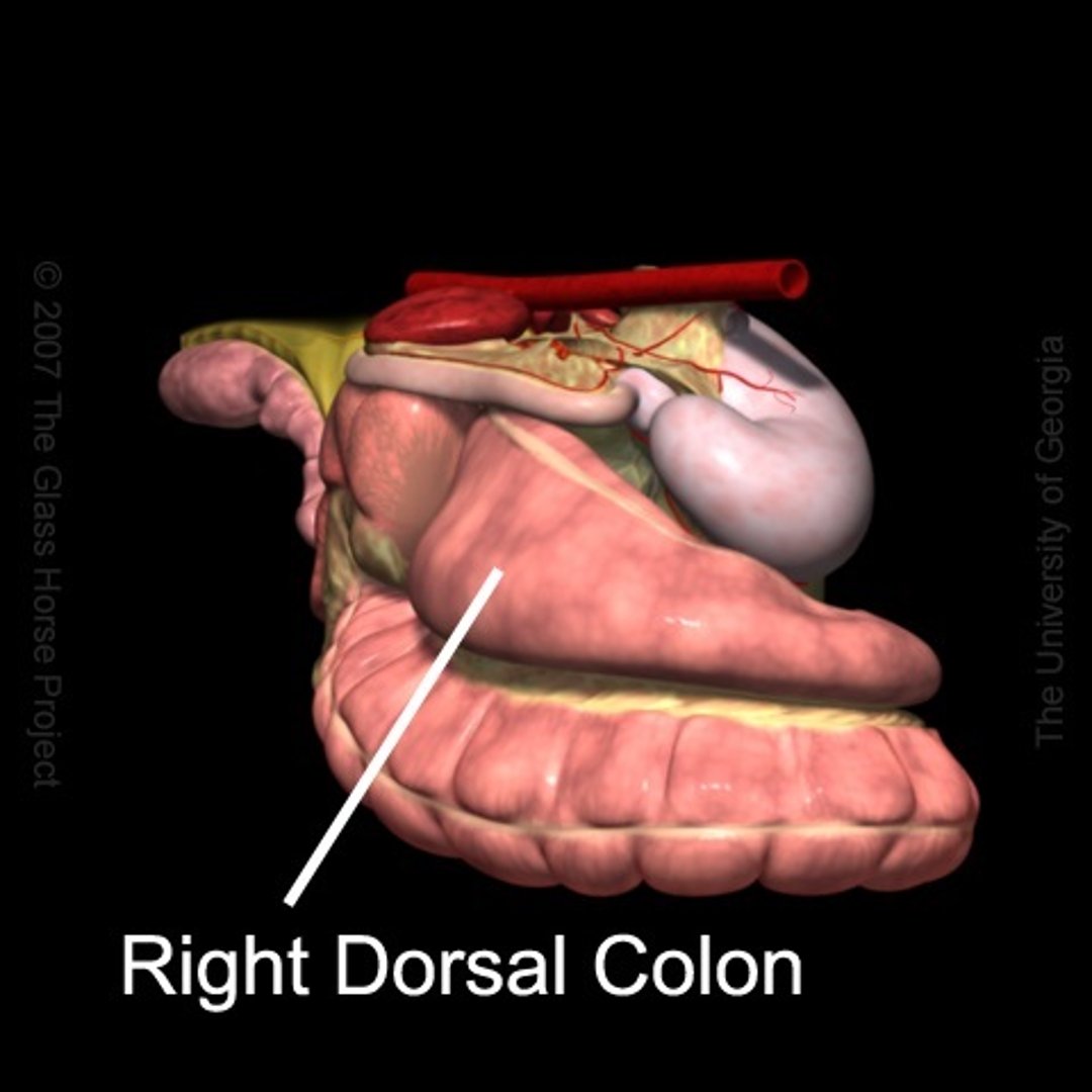 Colon dorsal derecho, caballo